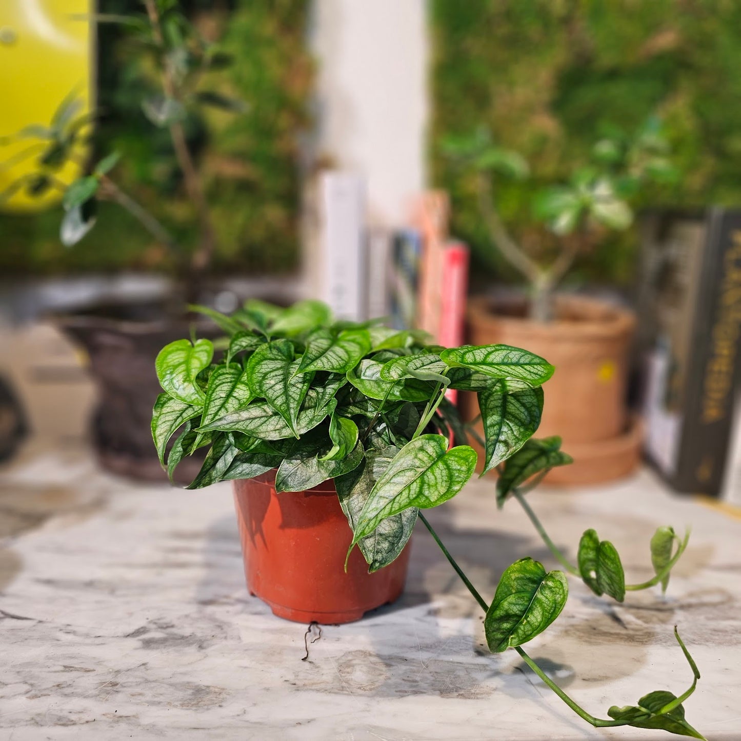 Silver Queen: Monstera siltepecana - 6 inch pot — indoor plant — indoor plant for sale by Promise Supply for delivery and pickup in Toronto.