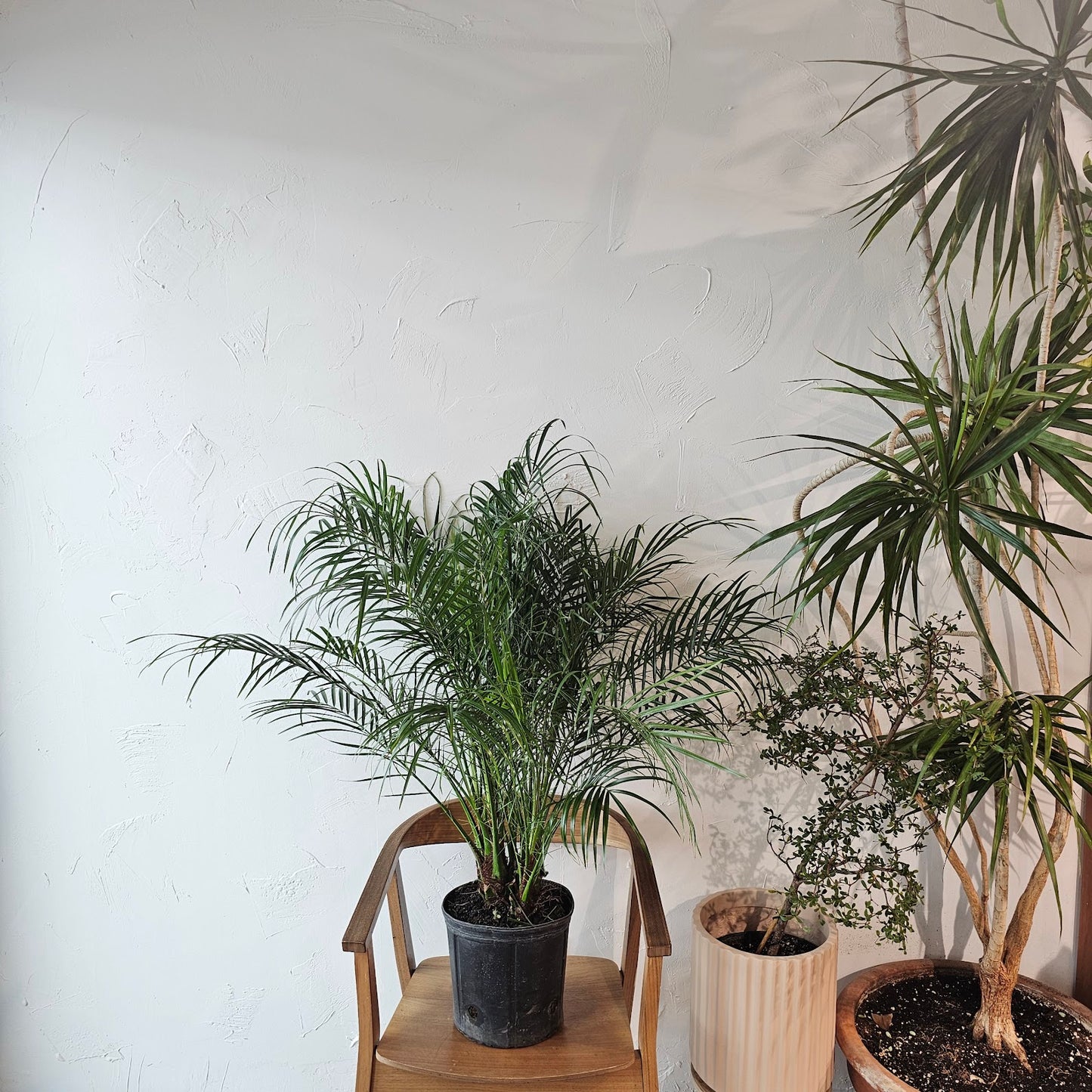 Date Palm: Phoenix roebelenii - 10 inch pot - 3-4 foot tall — indoor plant — indoor plant for sale by Promise Supply for delivery and pickup in Toronto.