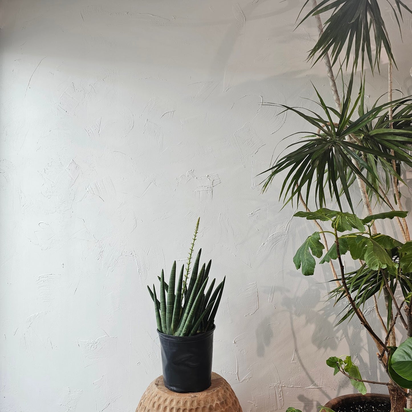 Starfish Snake Plant: Sansevieria cylindrica 'Boncel ' - 10 inch pot — indoor plant — indoor plant for sale by Promise Supply for delivery and pickup in Toronto.