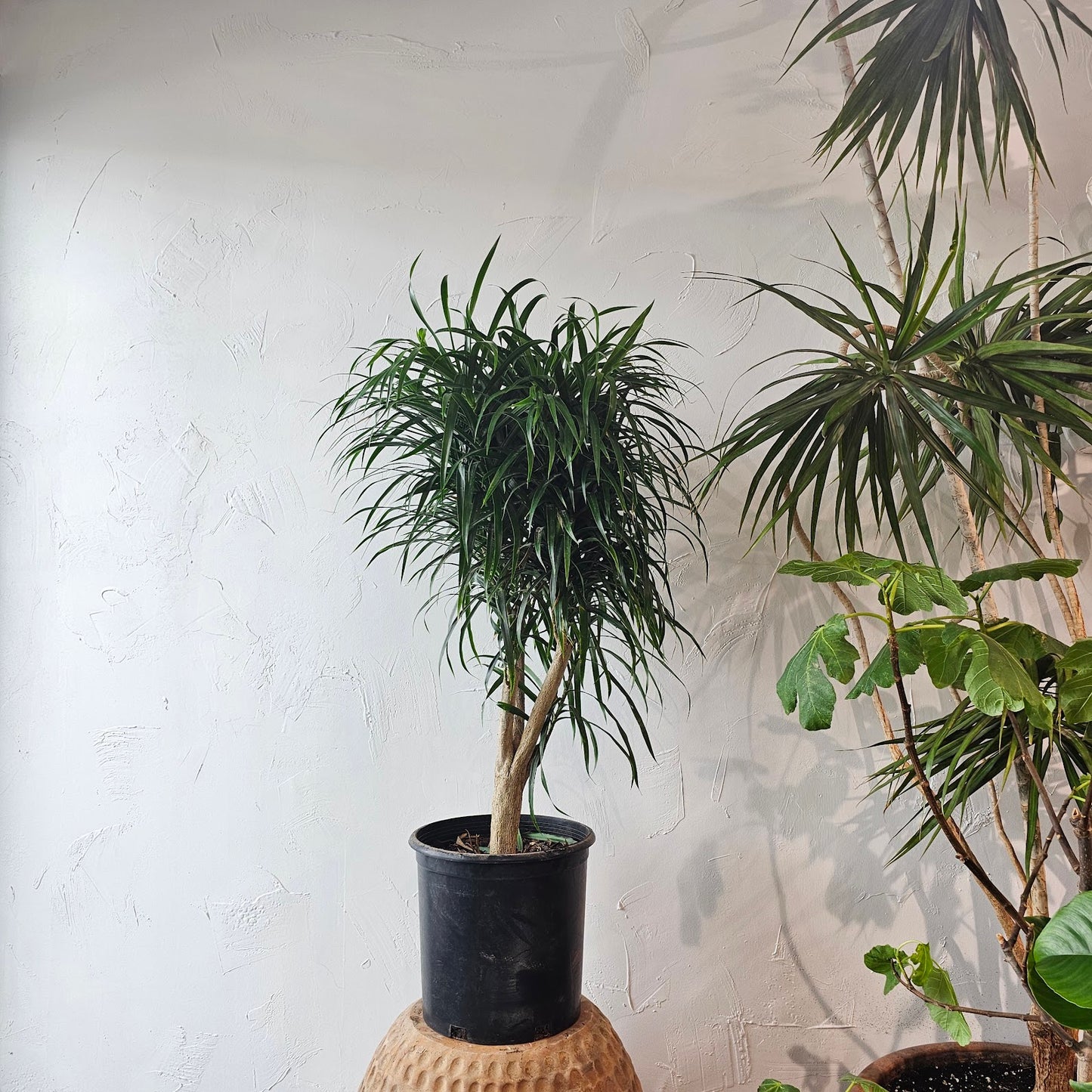Medusa Stump: Dracaena reflexa 'Anita' - 10 inch pot - 3.5-4 foot tall — indoor plant — indoor plant for sale by Promise Supply for delivery and pickup in Toronto.