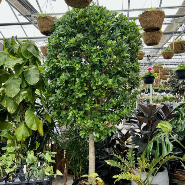 Ficus Moclame: Ficus microcarpa - 21 inch pot - 7-10+ foot tall — indoor plant — indoor plant for sale by Promise Supply for delivery and pickup in Toronto.