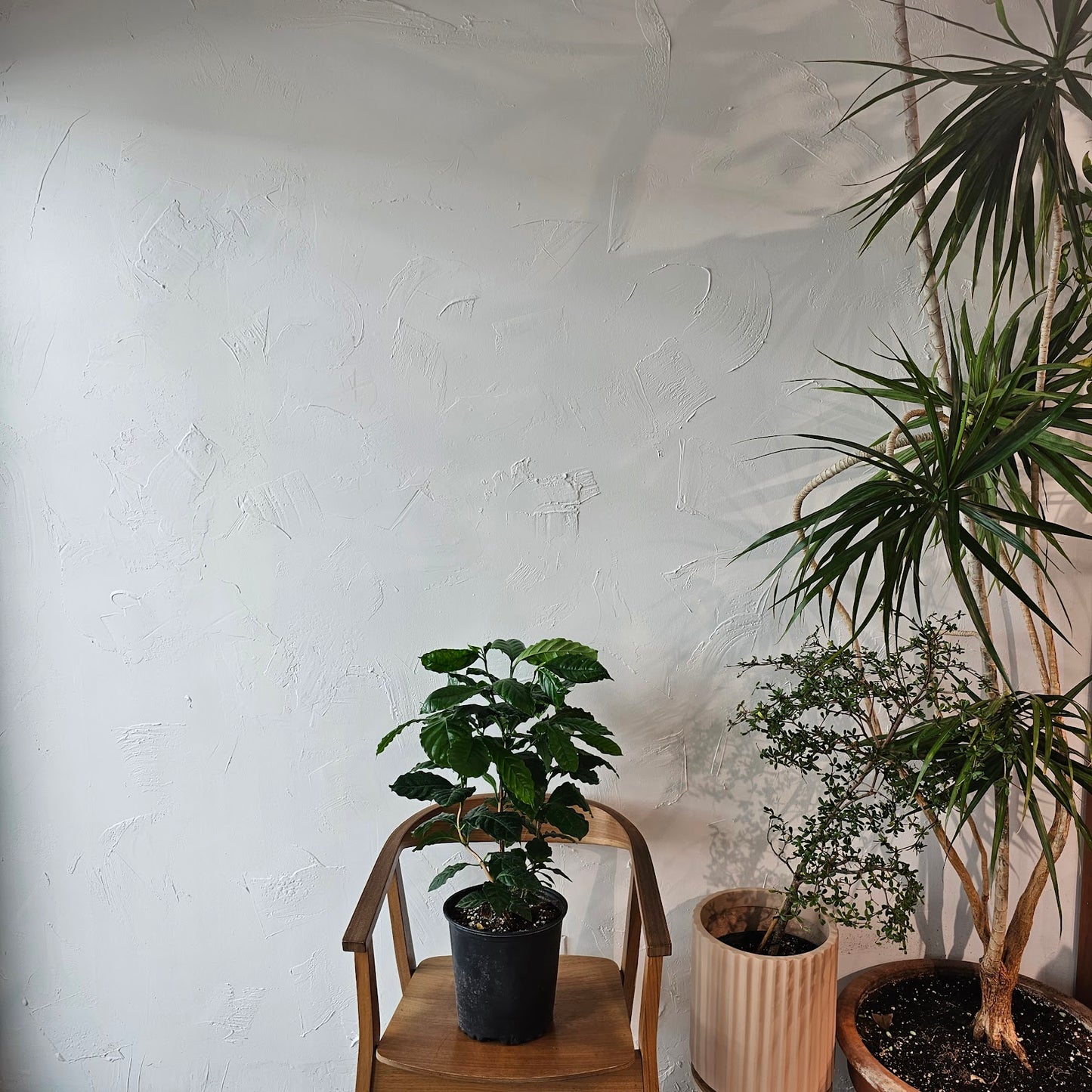 Coffee Plant: Coffee arabica - 10 inch pot - 2-3 foot tall — indoor plant — indoor plant for sale by Promise Supply for delivery and pickup in Toronto.