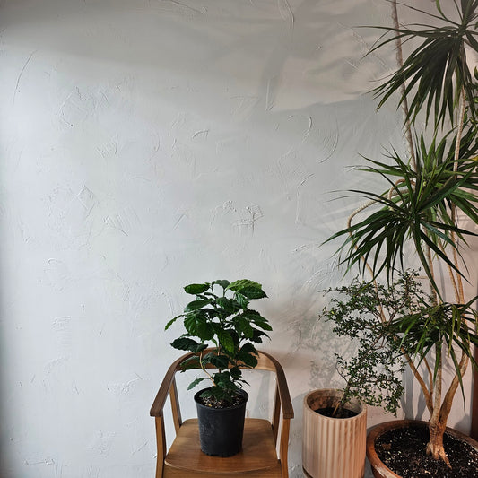 Coffee Plant: Coffee arabica - 10 inch pot - 2-3 foot tall — indoor plant — indoor plant for sale by Promise Supply for delivery and pickup in Toronto.