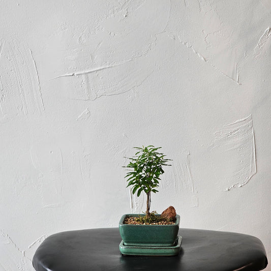 Pomegranate Bonsai Tree: Punica granatum - 4 inch Ceramic pot — indoor plant — indoor plant for sale by Promise Supply for delivery and pickup in Toronto.