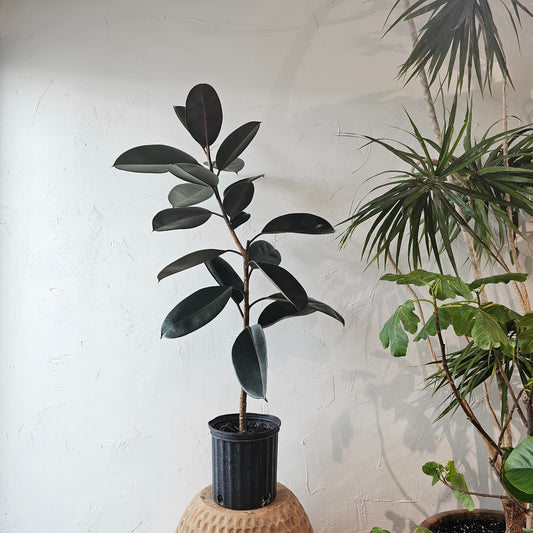 Burgundy Rubber Tree Column: Ficus elastica - 10 inch pot - 4-5 foot tall — indoor plant — indoor plant for sale by Promise Supply for delivery and pickup in Toronto.
