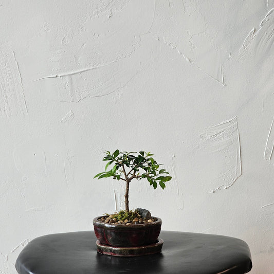 Cherry Tree Bonsai: Malpighia - 5 inch Ceramic Planter — indoor plant — indoor plant for sale by Promise Supply for delivery and pickup in Toronto.