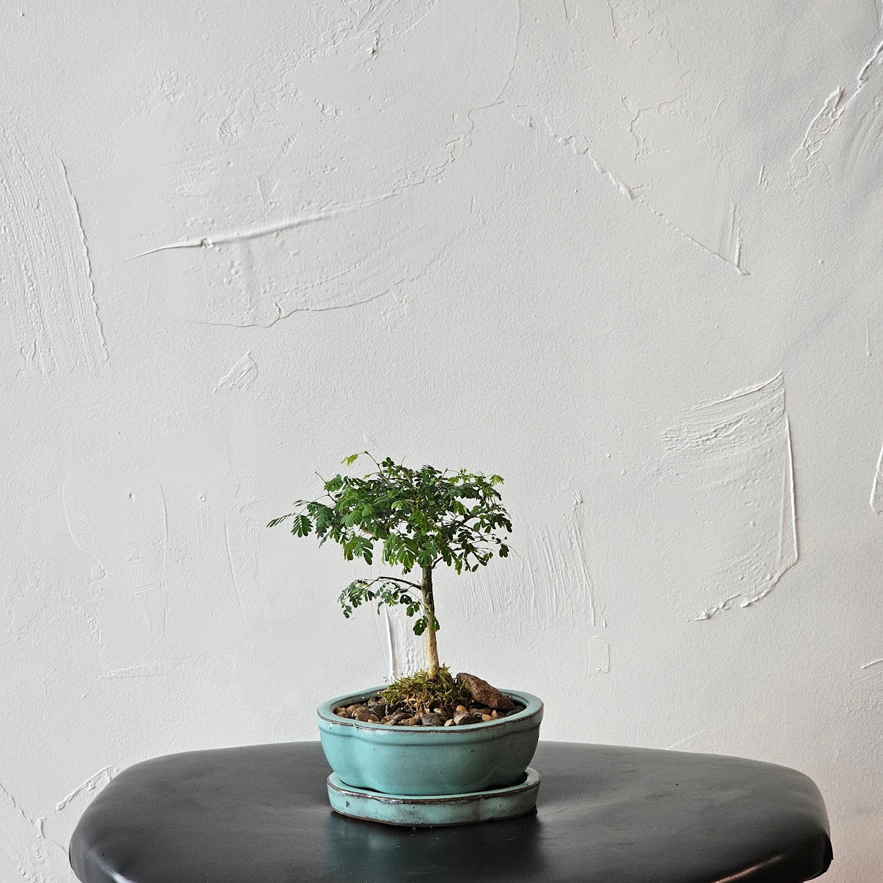 Brazilian Rainforest Bonsai: Pithecellobium tortum - 5 inch Ceramic Planter — indoor plant — indoor plant for sale by Promise Supply for delivery and pickup in Toronto.