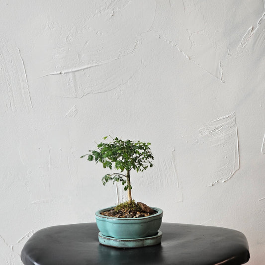 Brazilian Rainforest Bonsai: Pithecellobium tortum - 5 inch Ceramic Planter — indoor plant — indoor plant for sale by Promise Supply for delivery and pickup in Toronto.