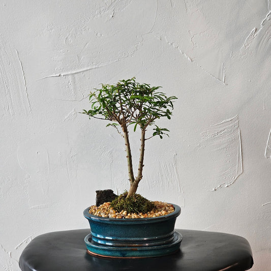 Pomegranate Bonsai Tree: Punica granatum - 7 inch Ceramic pot — indoor plant — indoor plant for sale by Promise Supply for delivery and pickup in Toronto.