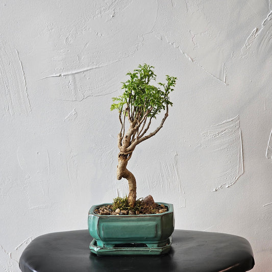 Snowflake Aralia Bonsai: Polyscias fruticosa - 6 inch Ceramic Planter — indoor plant — indoor plant for sale by Promise Supply for delivery and pickup in Toronto.
