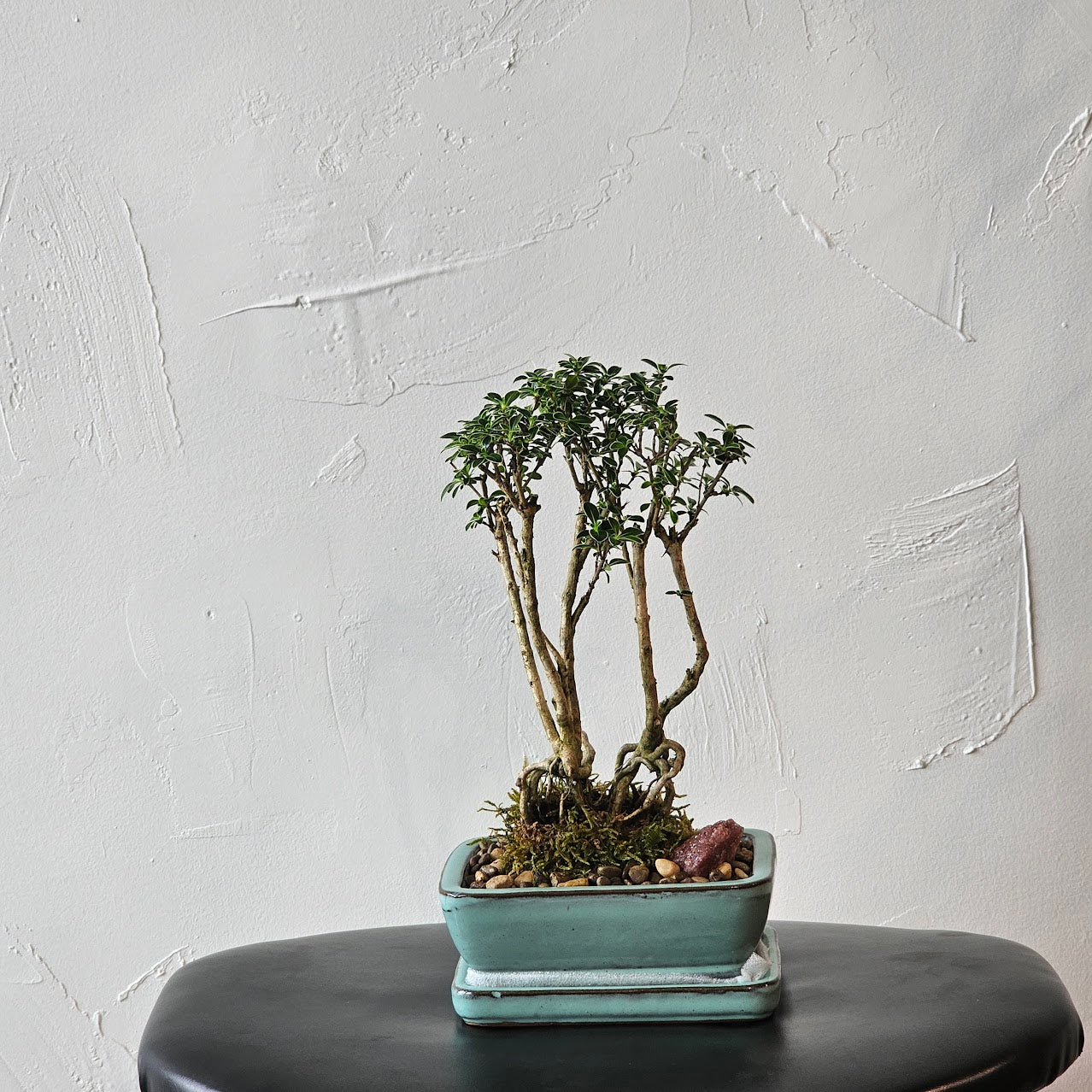 Exposed Roots Bonsai: Serissa - 6 inch Ceramic pot — indoor plant — indoor plant for sale by Promise Supply for delivery and pickup in Toronto.