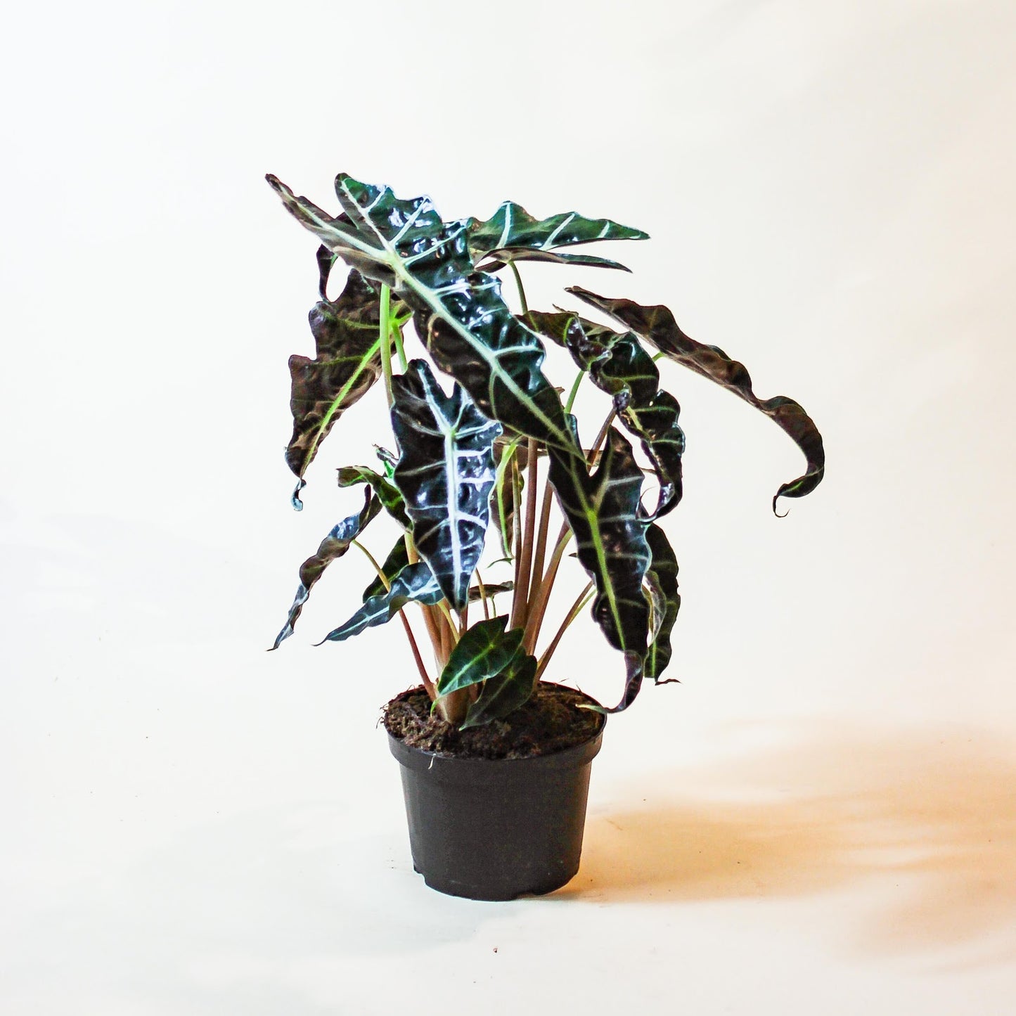 Elephant Ear, Alocasia Polly (Alocasia x amazonica) in a 6 inch pot. Indoor plant for sale by Promise Supply for delivery and pickup in Toronto