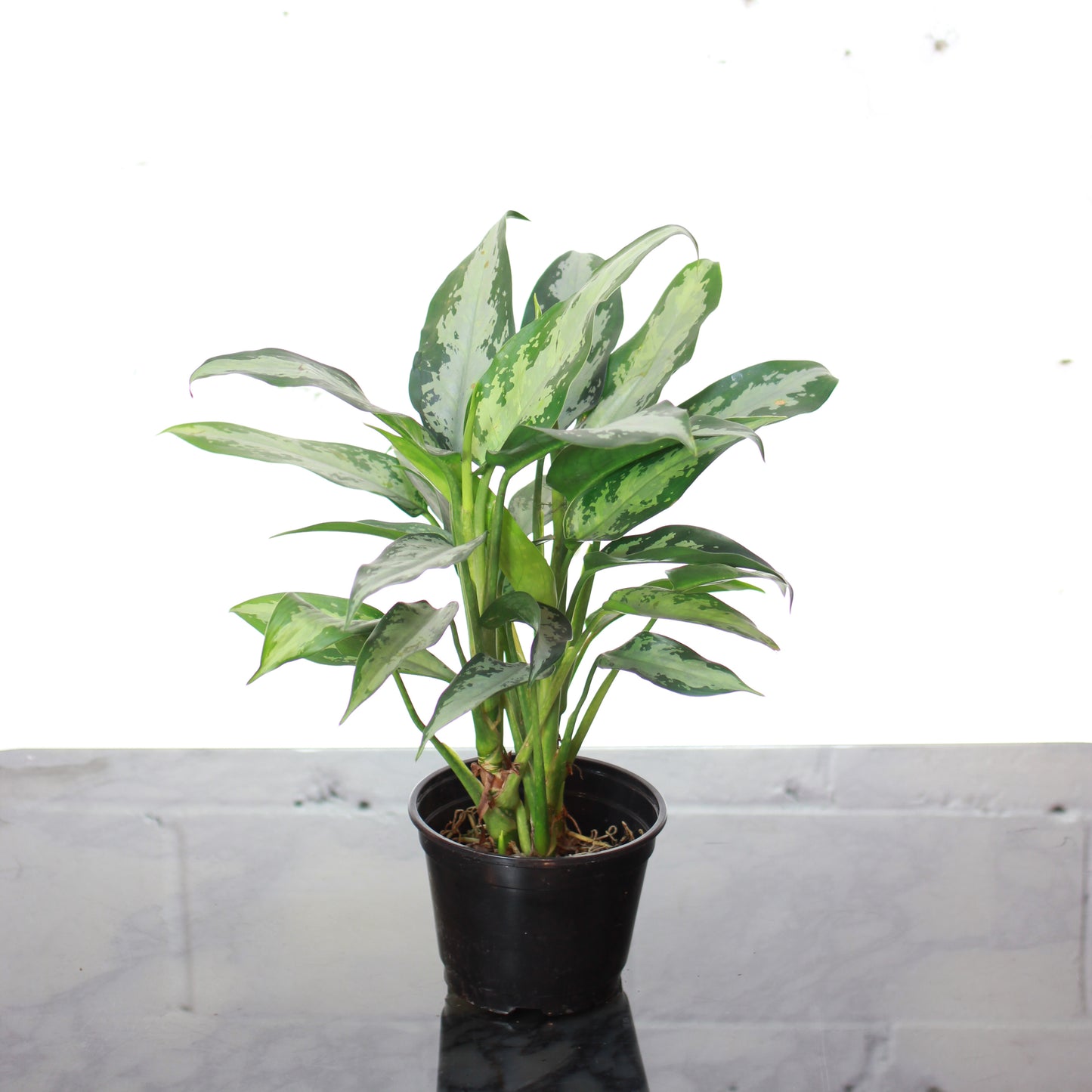 Jubilee Chinese Evergreen: Aglaonema - 6 inch pot — indoor plant — indoor plant for sale by Promise Supply for delivery and pickup in Toronto.