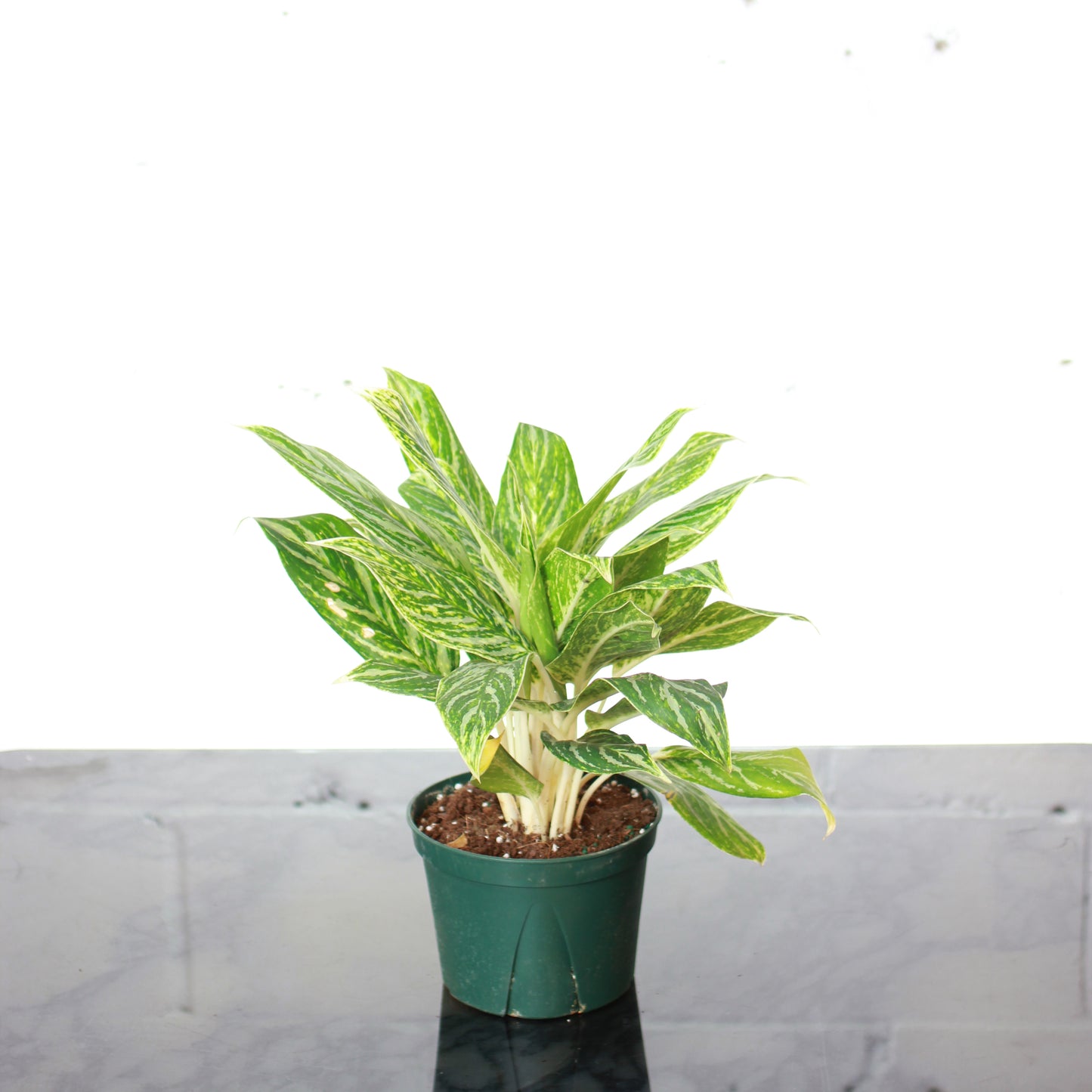 Golden Madonna Chinese Evergreen: Aglaonema - 6 inch pot — studio photo on white background — indoor plant for sale by Promise Supply for delivery and pickup in Toronto.