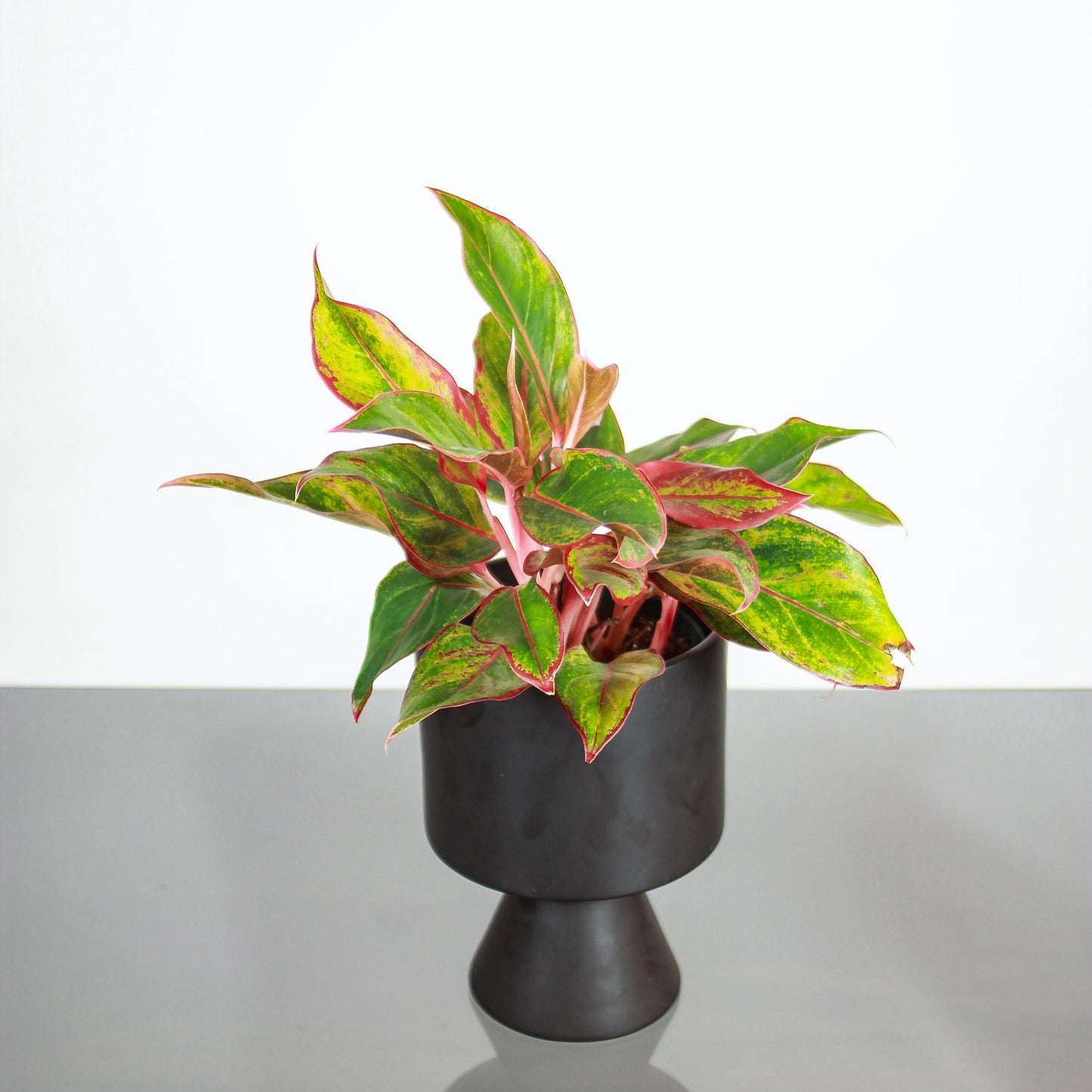 Siam Red Gold Chinese Evergreen: Aglaonema - 6 inch pot — studio photo on white background — indoor plant for sale by Promise Supply for delivery and pickup in Toronto.
