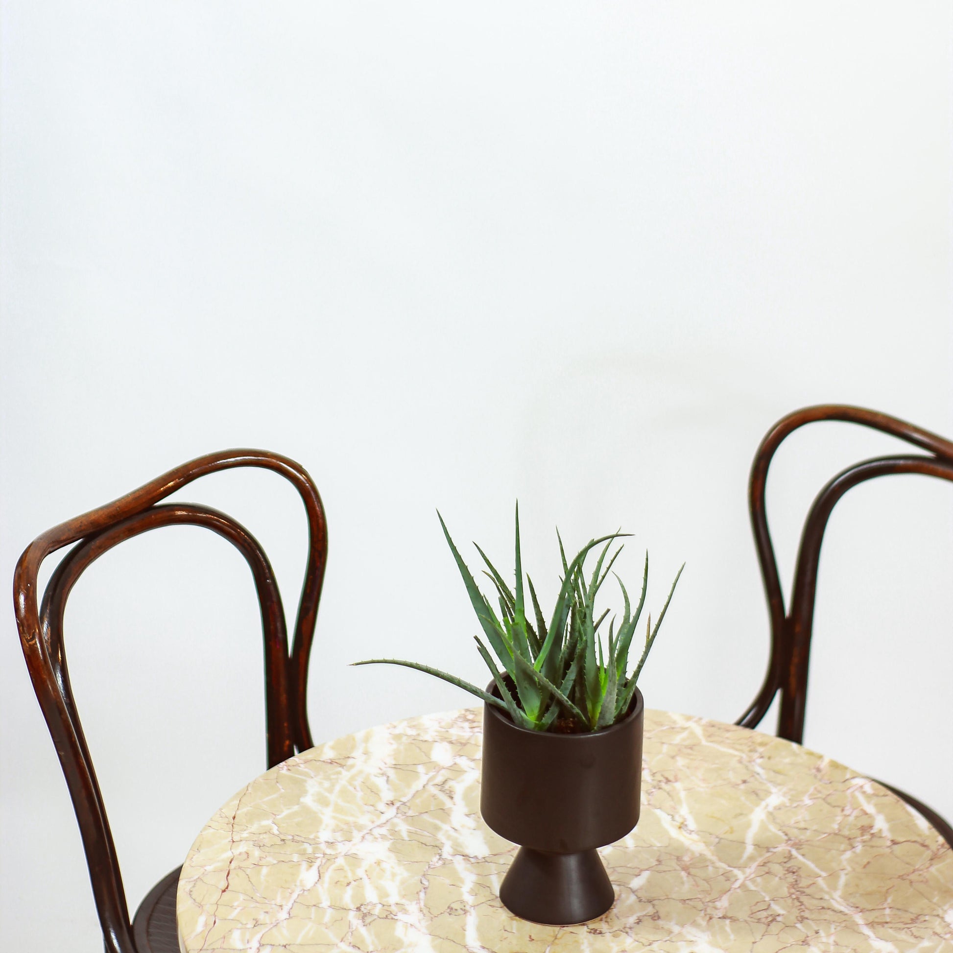 Blue Elf: Aloe - 5 inch pot — plant in pot — indoor plant for sale by Promise Supply for delivery and pickup in Toronto.