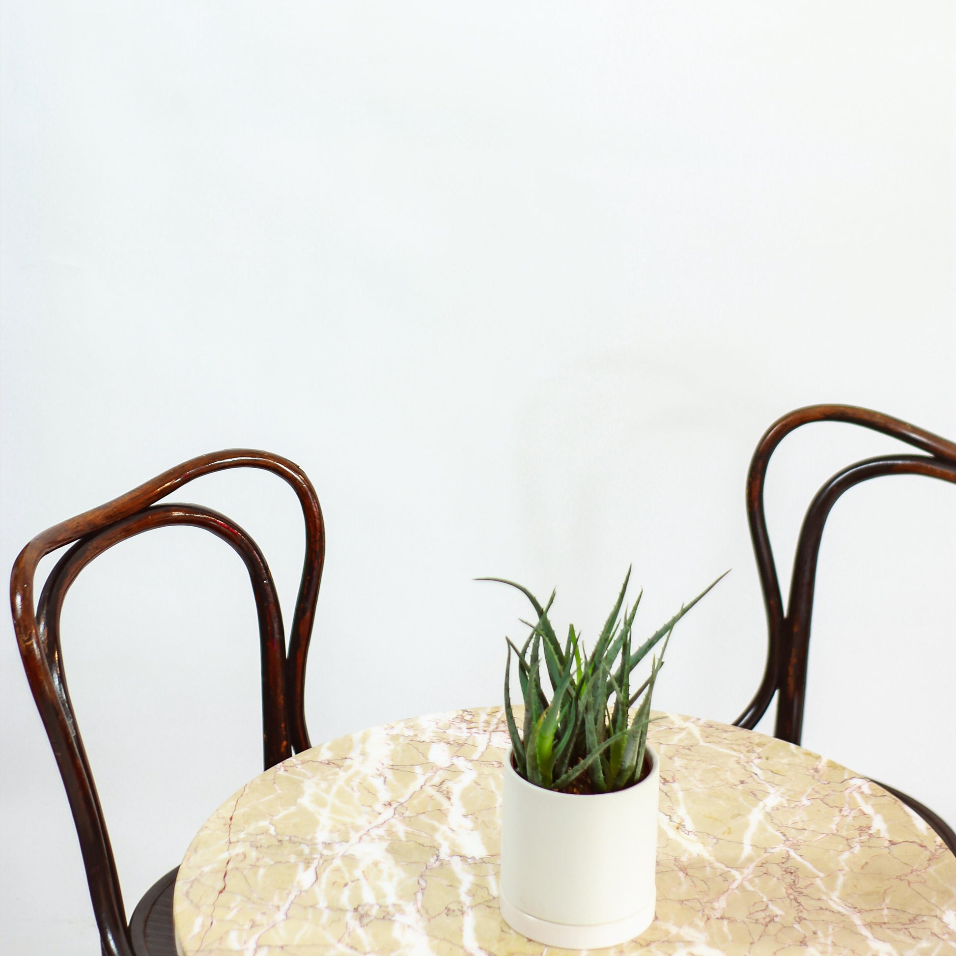 Blue Elf: Aloe - 5 inch pot — in white planter — indoor plant for sale by Promise Supply for delivery and pickup in Toronto.