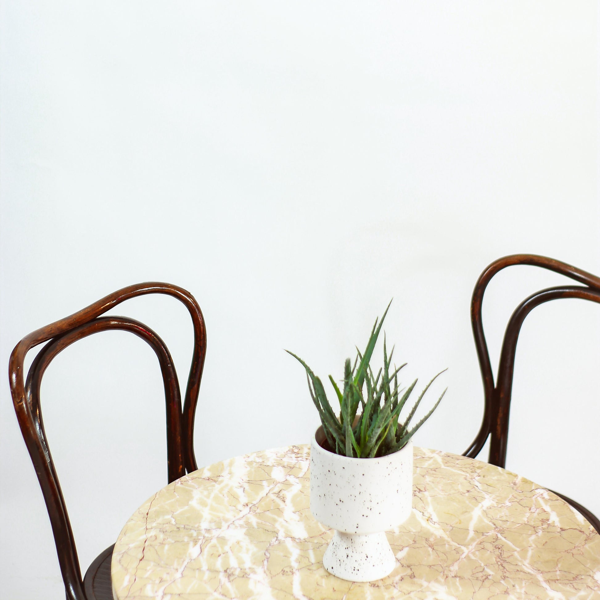 Blue Elf: Aloe - 5 inch pot — in white planter — indoor plant for sale by Promise Supply for delivery and pickup in Toronto.