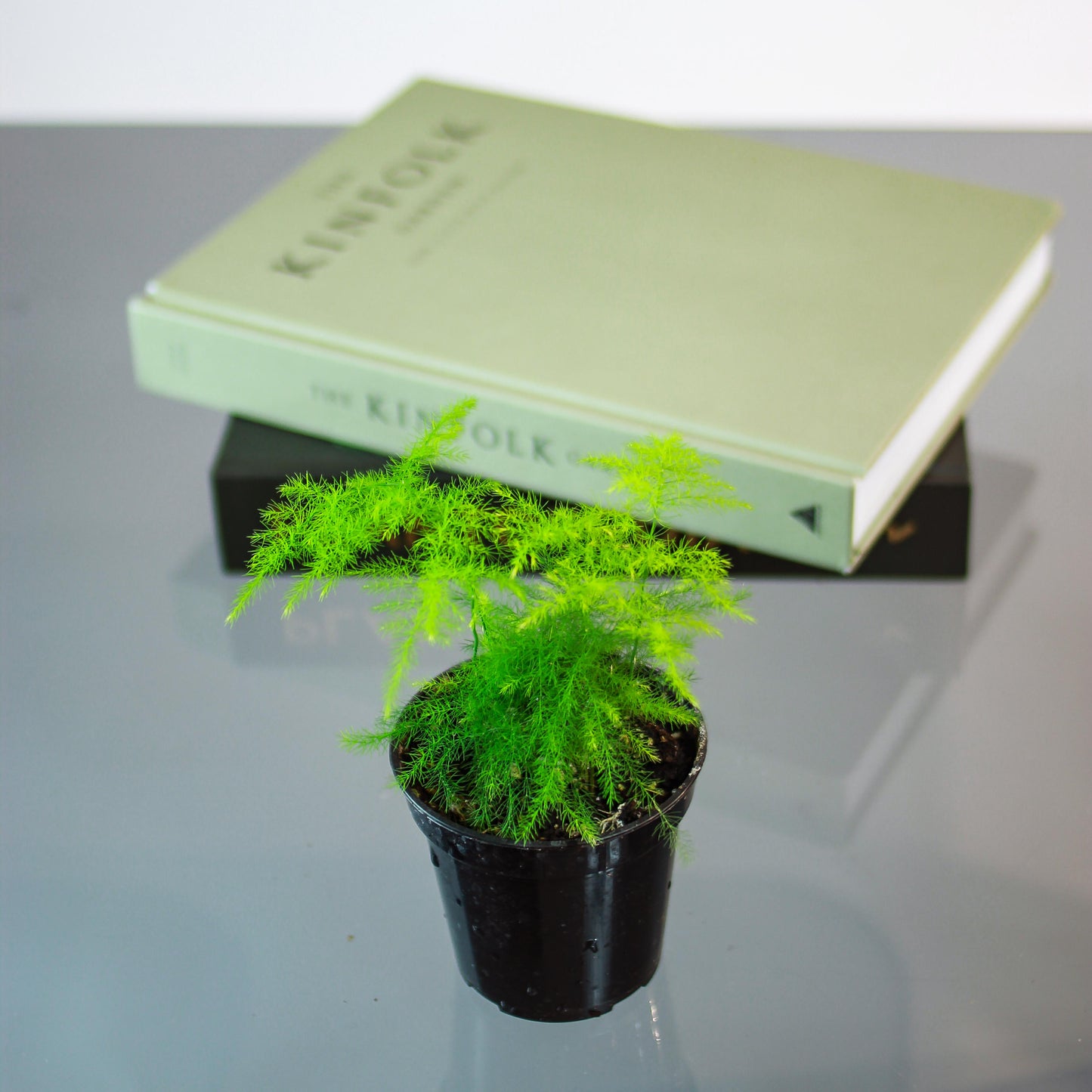 Asparagus Fern (Asparagus setaceus) in a 4 inch pot. Indoor plant for sale by Promise Supply for delivery and pickup in Toronto