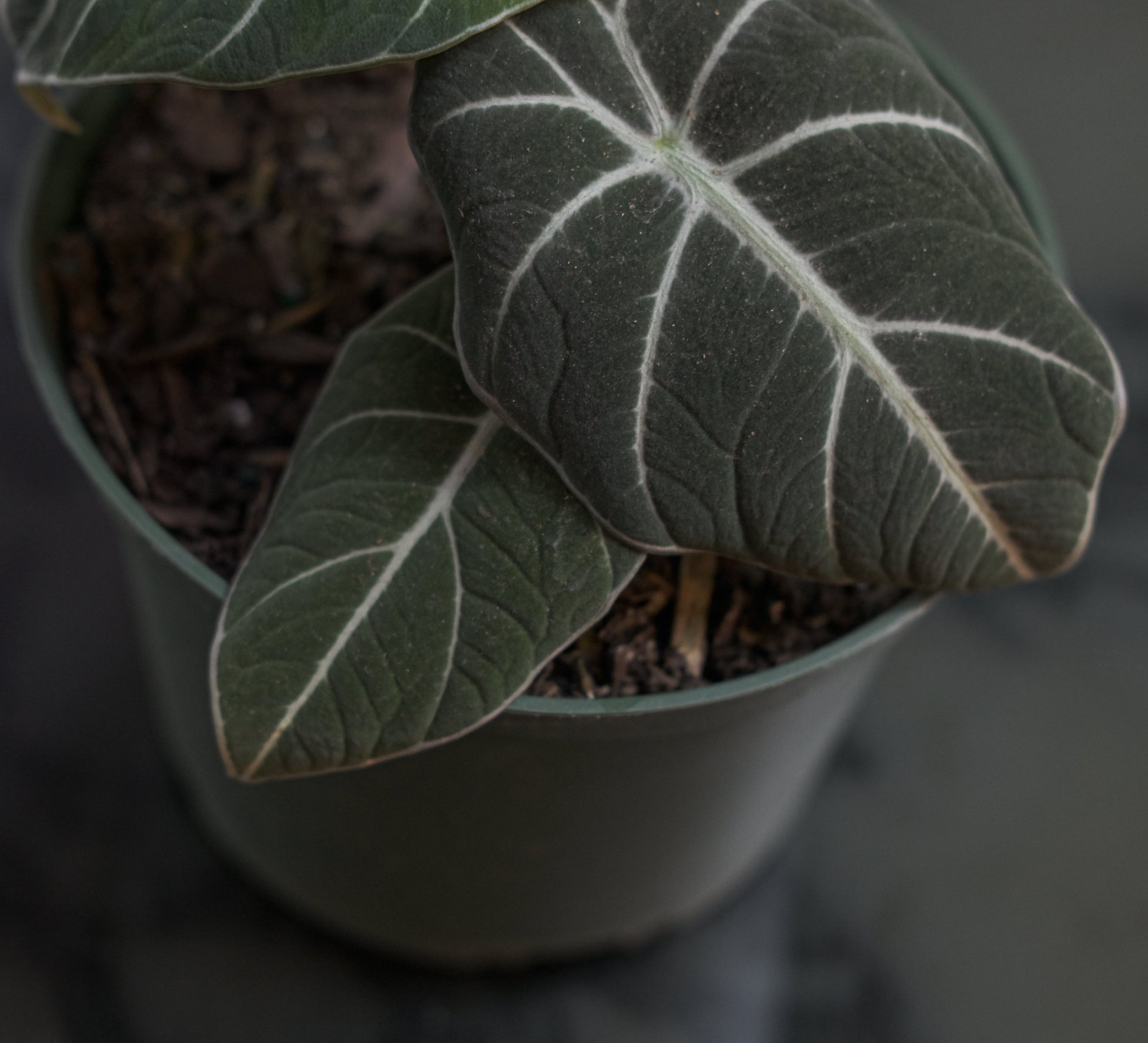 Black Velvet Elephant Ear: Alocasia reginula - 5 inch pot — in black planter — indoor plant for sale by Promise Supply for delivery and pickup in Toronto.