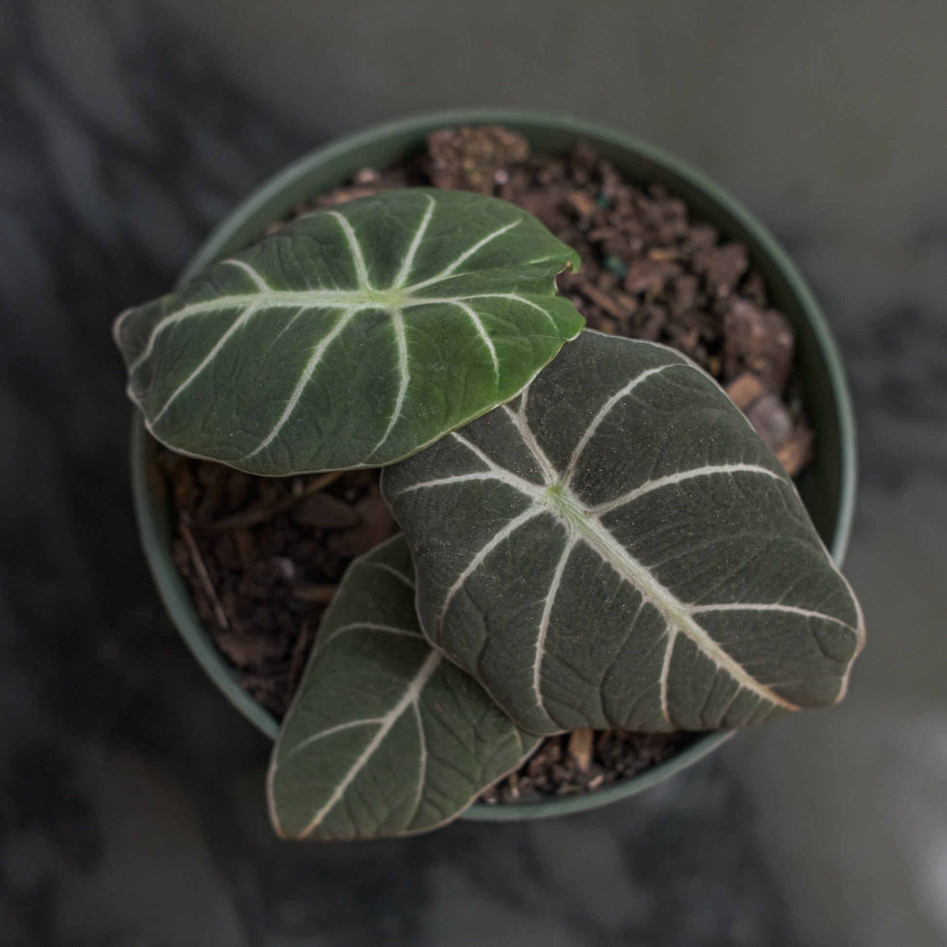 Black Velvet Elephant Ear: Alocasia reginula - 5 inch pot — in black planter — indoor plant for sale by Promise Supply for delivery and pickup in Toronto.