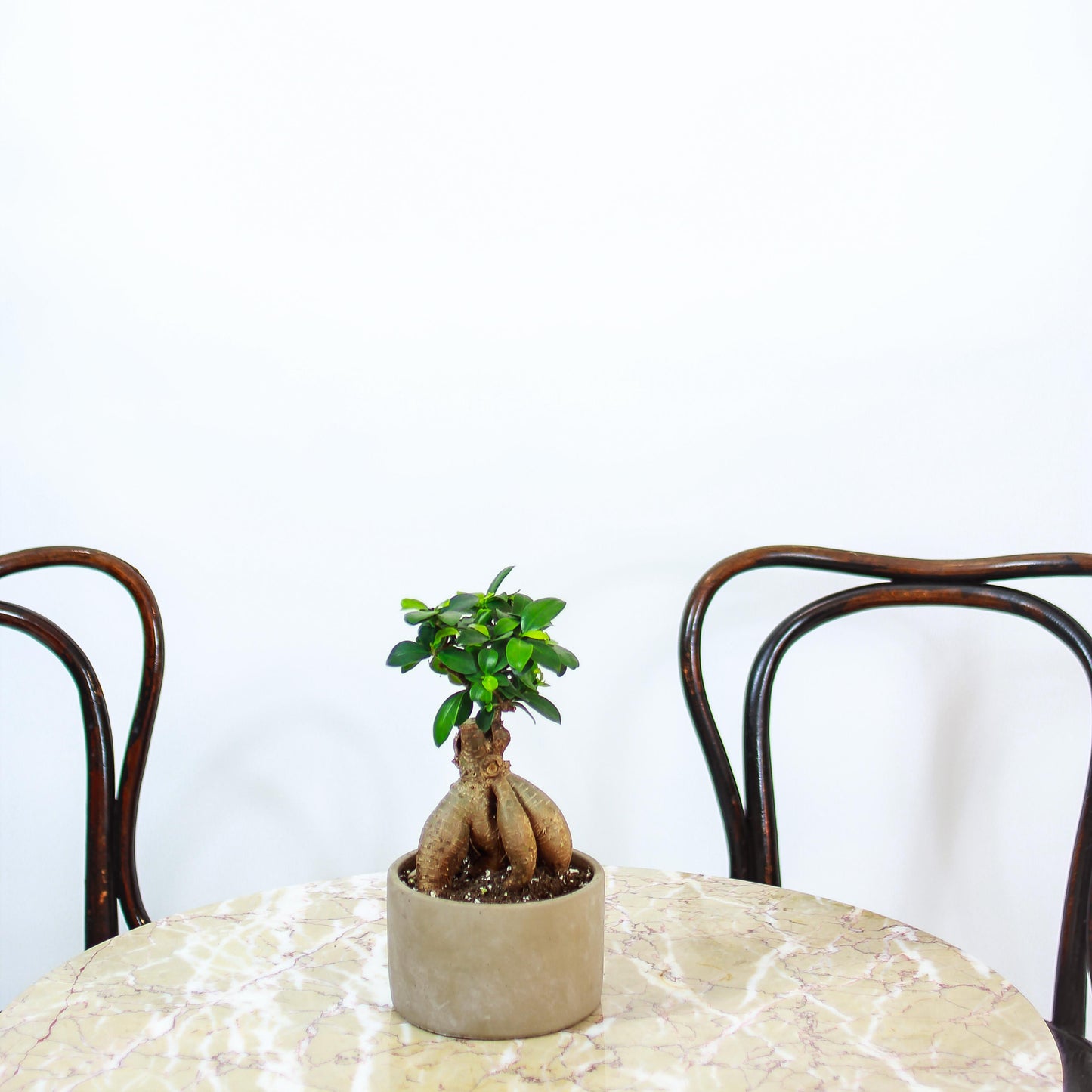 Ginseng Ficus Bonsai: Ficus retusa - 6 inch pot — studio photo on white background — indoor plant for sale by Promise Supply for delivery and pickup in Toronto.