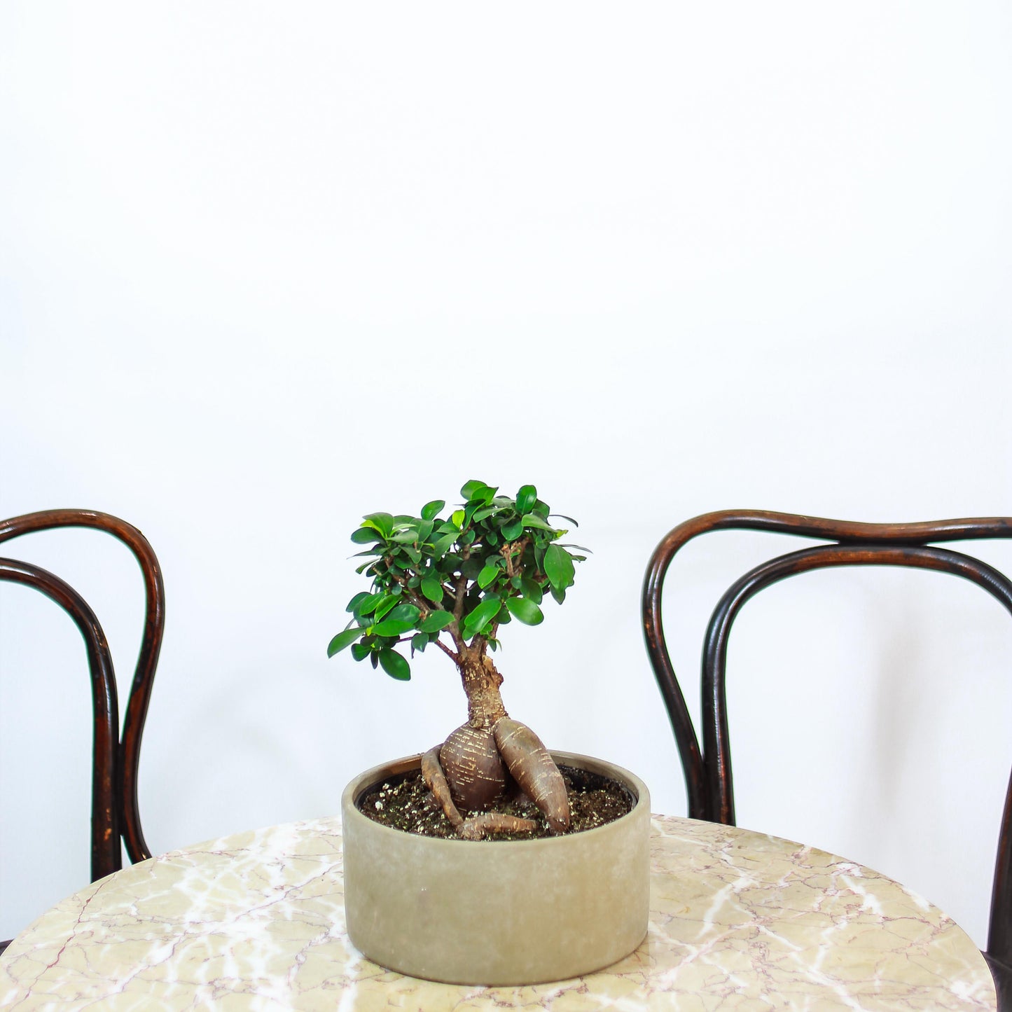 Ginseng Ficus Bonsai: Ficus retusa - 8 inch pot — studio photo on white background — indoor plant for sale by Promise Supply for delivery and pickup in Toronto.
