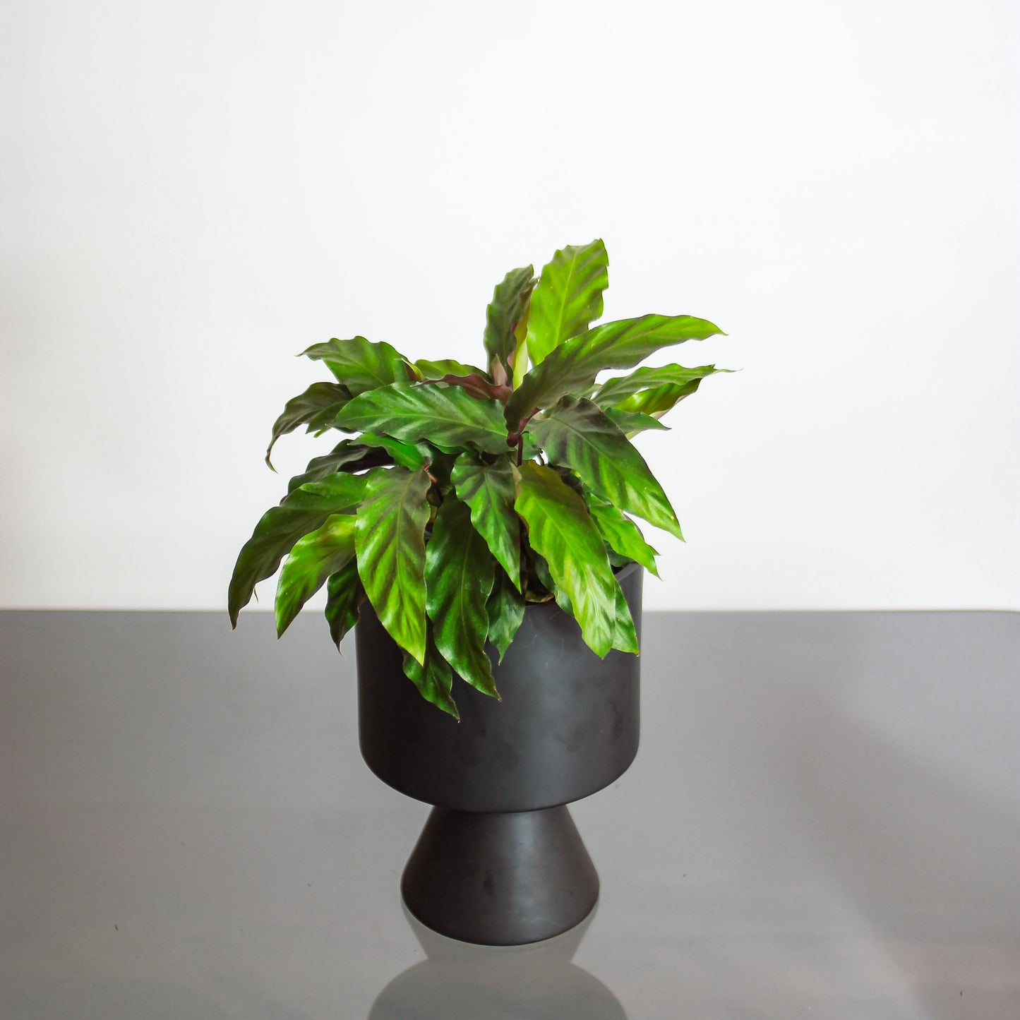 Furry Feather Calathea: Goeppertia rufibarba - 6 inch pot — in black planter — indoor plant for sale by Promise Supply for delivery and pickup in Toronto.