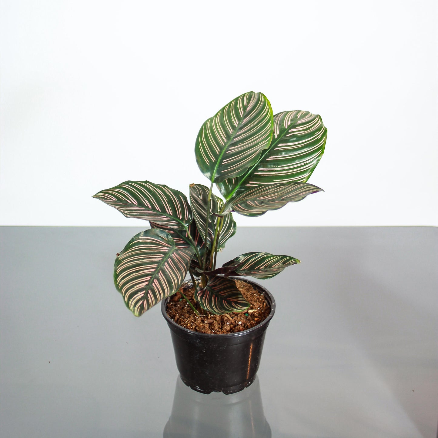 Pinstripe Calathea: Goeppertia ornata - 6 inch pot — studio photo on white background — indoor plant for sale by Promise Supply for delivery and pickup in Toronto.