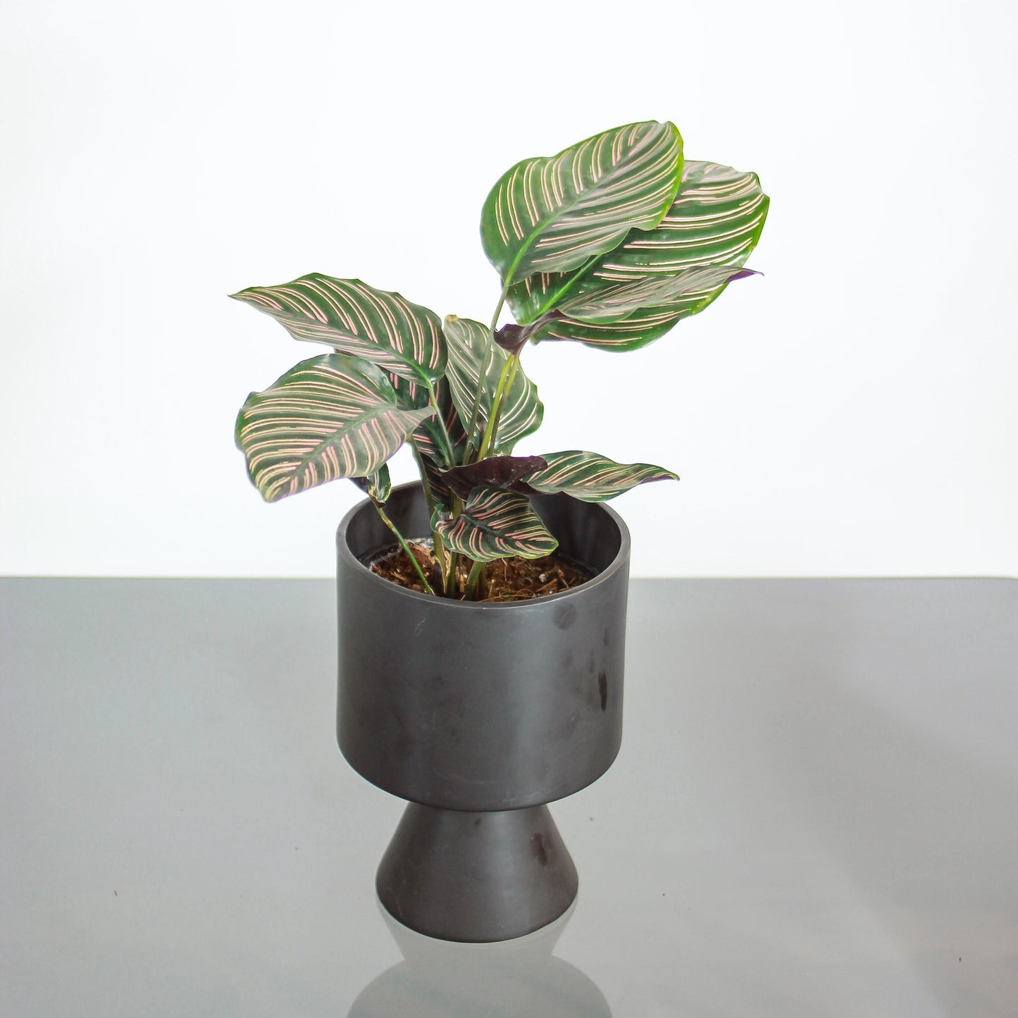 Pinstripe Calathea: Goeppertia ornata - 6 inch pot — in black planter — indoor plant for sale by Promise Supply for delivery and pickup in Toronto.