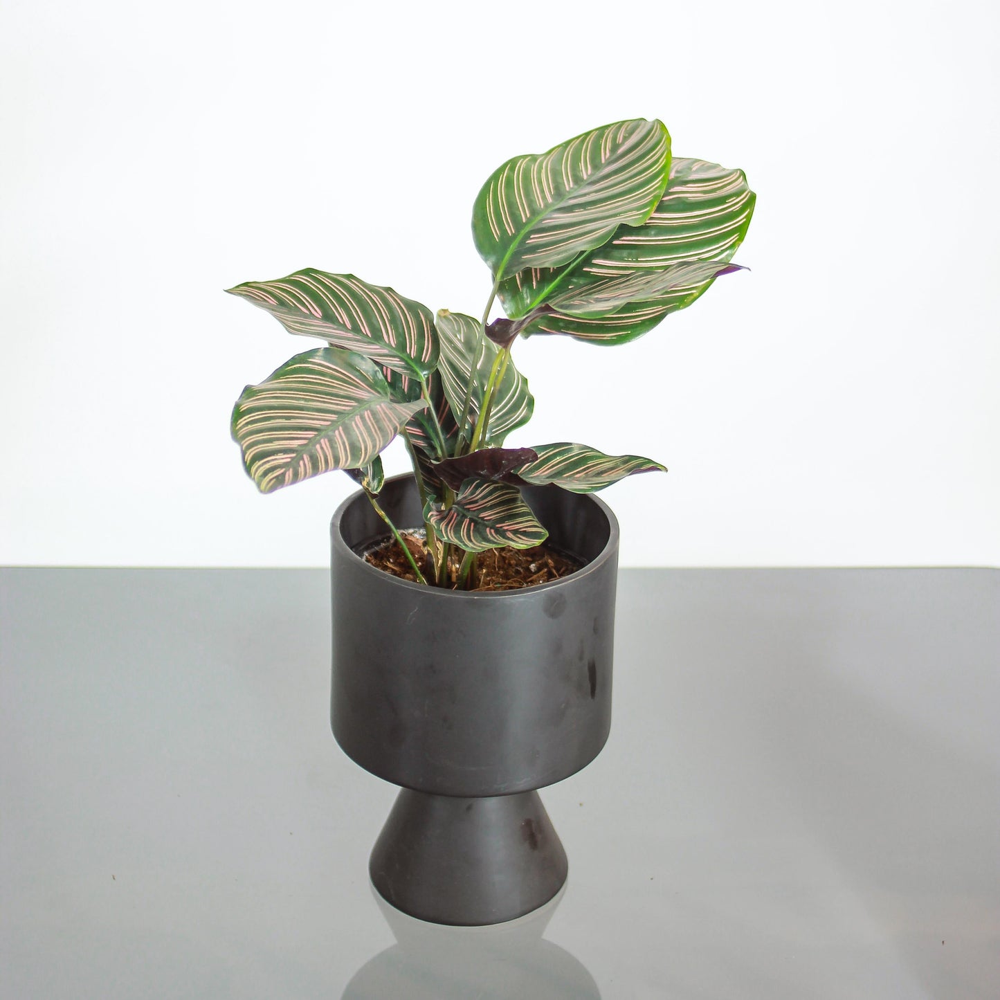 Pinstripe Calathea: Goeppertia ornata - 5 inch pot — in black planter — indoor plant for sale by Promise Supply for delivery and pickup in Toronto.
