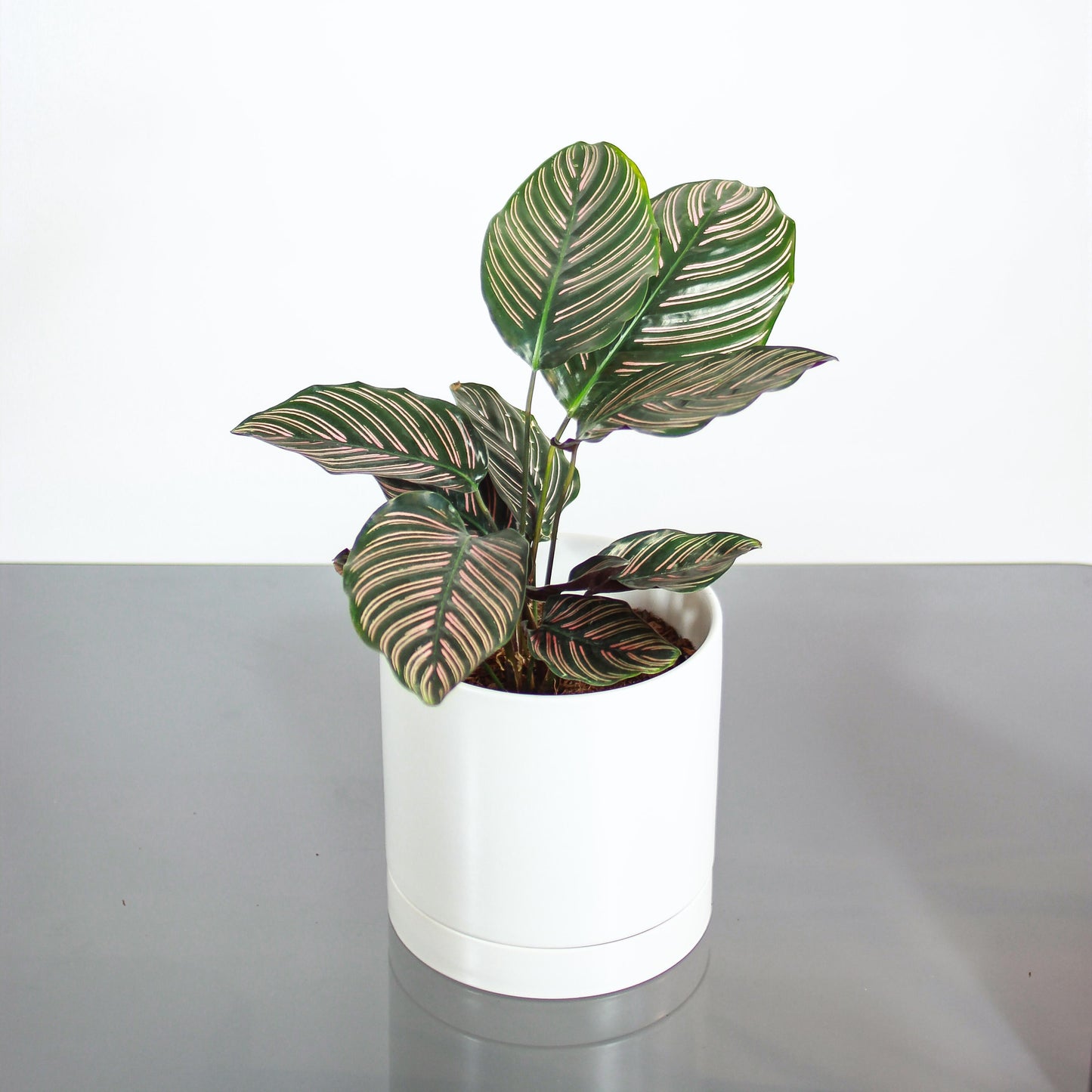 Pinstripe Calathea: Goeppertia ornata - 6 inch pot — studio photo on white background — indoor plant for sale by Promise Supply for delivery and pickup in Toronto.