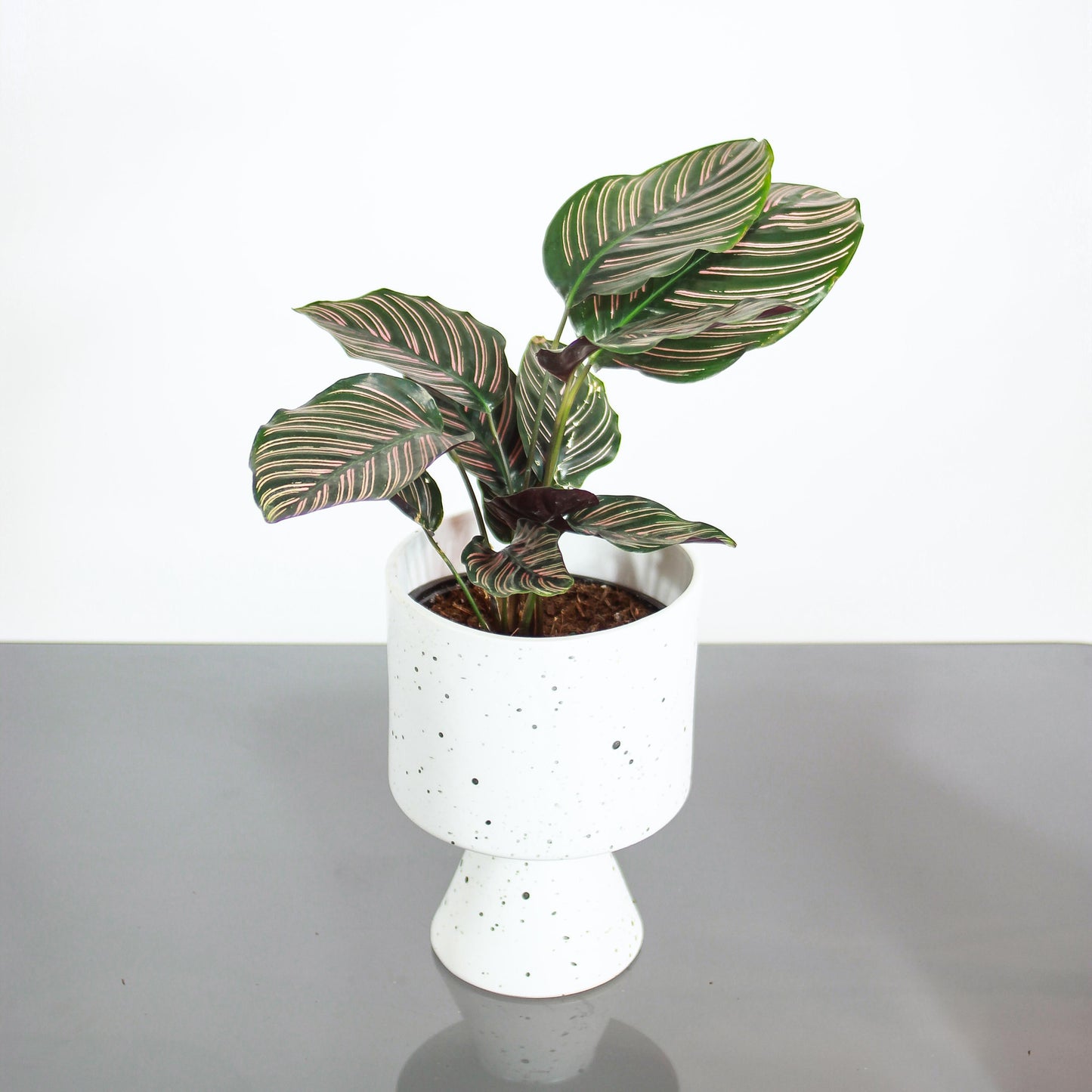Pinstripe Calathea: Goeppertia ornata - 6 inch pot — in white planter — indoor plant for sale by Promise Supply for delivery and pickup in Toronto.
