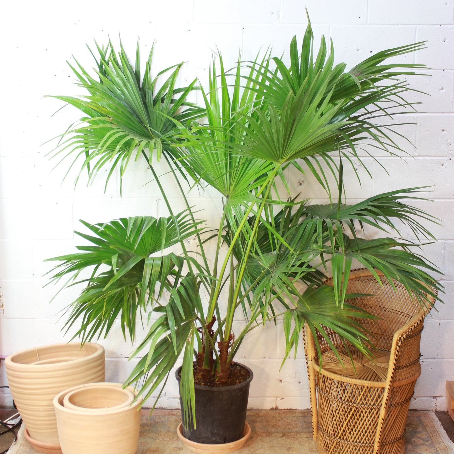 Chinese Fan Palm: Livistona chinensis - 14 inch pot - 5-5.5 foot tall — studio photo on white background — indoor plant for sale by Promise Supply for delivery and pickup in Toronto.