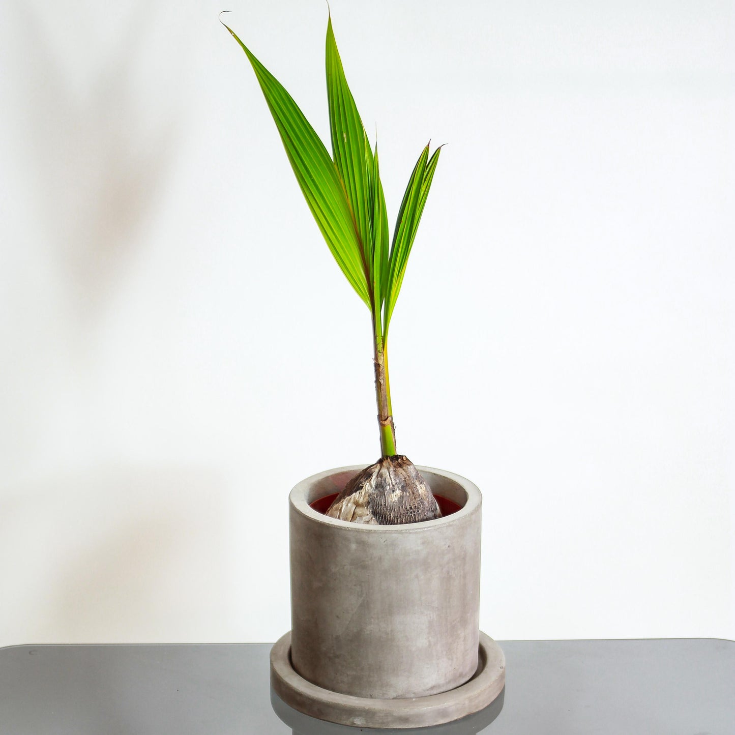 Coconut Palm: Cocos nucifera - 6 inch pot — plant in pot — indoor plant for sale by Promise Supply for delivery and pickup in Toronto.