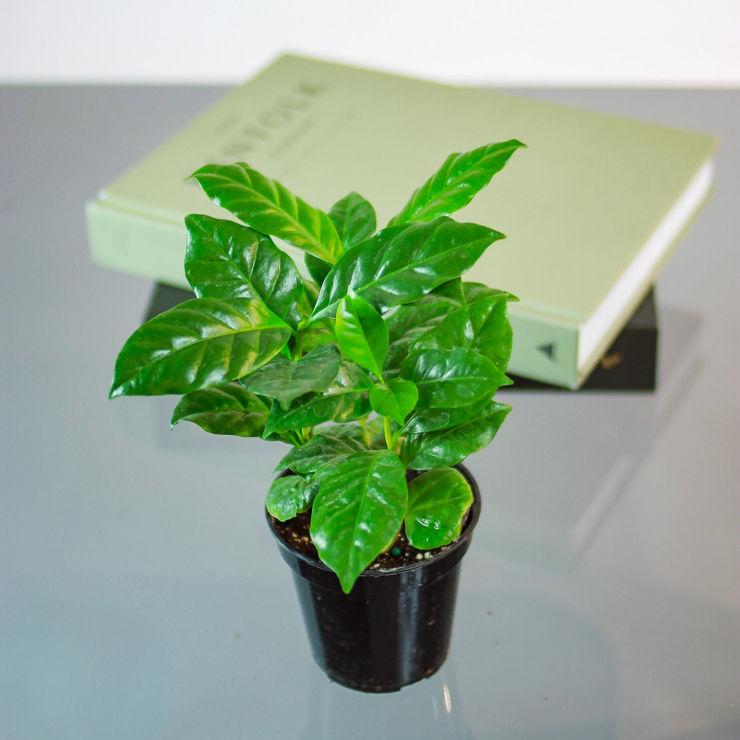 Coffee Plant: Coffee arabica - 4 inch pot — studio photo on white background — indoor plant for sale by Promise Supply for delivery and pickup in Toronto.