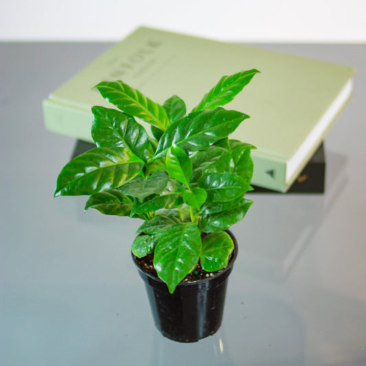 Coffee Plant: Coffee arabica - 4 inch pot — studio photo on white background — indoor plant for sale by Promise Supply for delivery and pickup in Toronto.