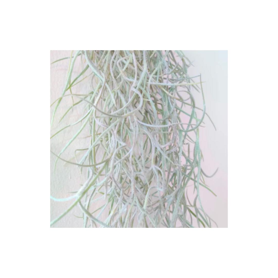 Live Spanish Moss 12-14 bunch: Tillandsia usneoides — indoor plant — indoor plant for sale by Promise Supply for delivery and pickup in Toronto.