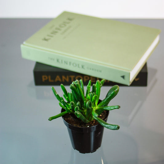 Coral Jade: Crassula ovata - 4 inch pot — studio photo on white background — indoor plant for sale by Promise Supply for delivery and pickup in Toronto.