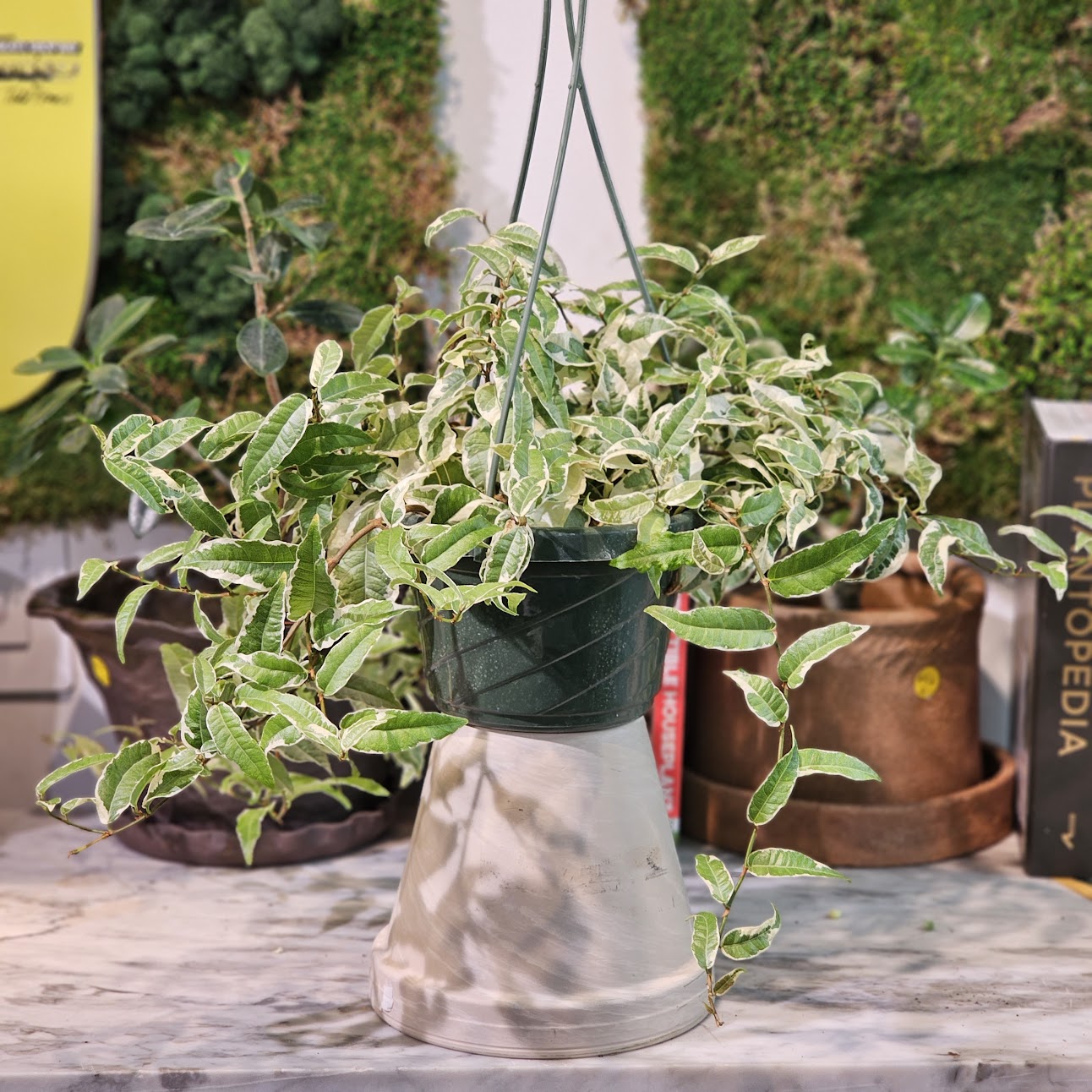 ficus hanging plant Variegated Rooting Fig: Ficus Radicans - 6" Pot