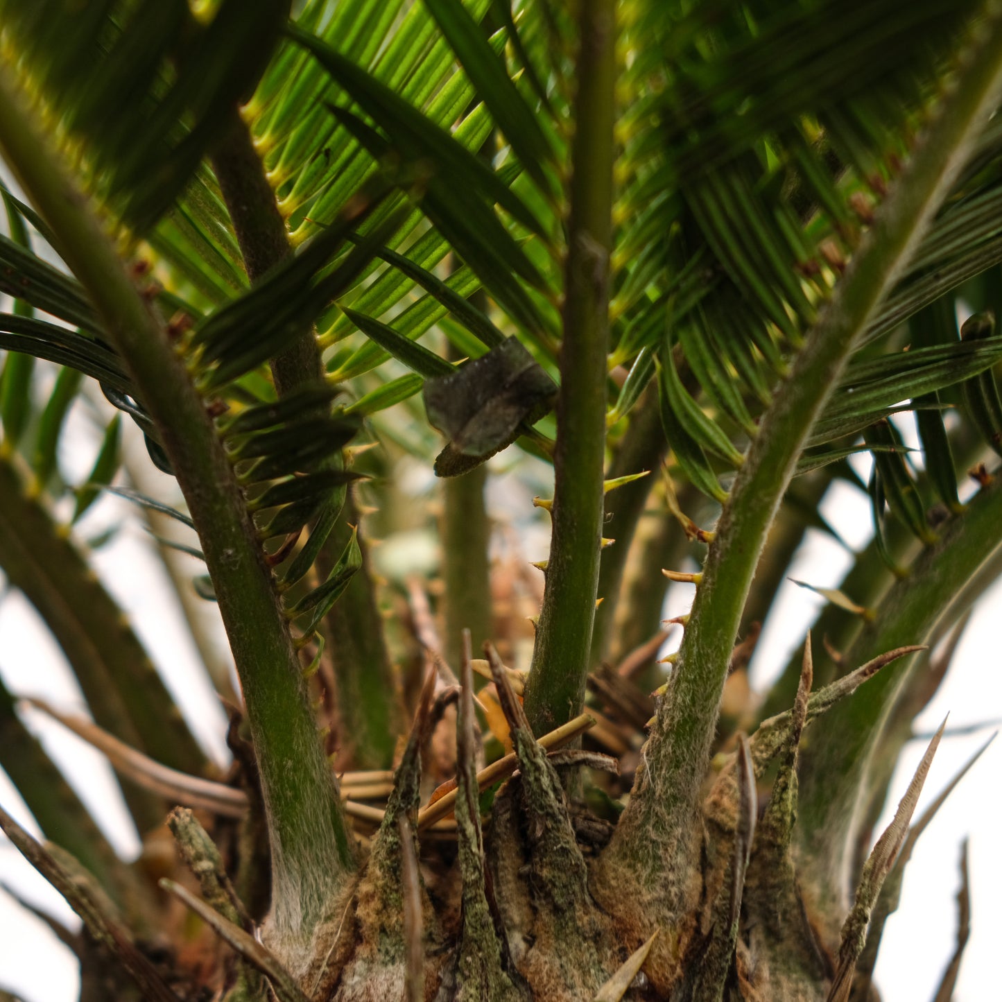 Sago Palm: Cycas revoluta - 6 inch pot — indoor plant — indoor plant for sale by Promise Supply for delivery and pickup in Toronto.