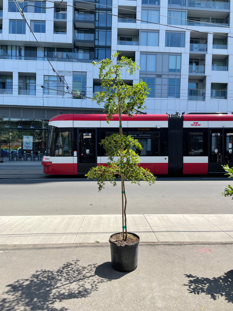 Shady Lady Black Olive Tree: Bucida buceras - 18-21 inch pot - 10+ foot tall — indoor plant — indoor plant for sale by Promise Supply for delivery and pickup in Toronto.