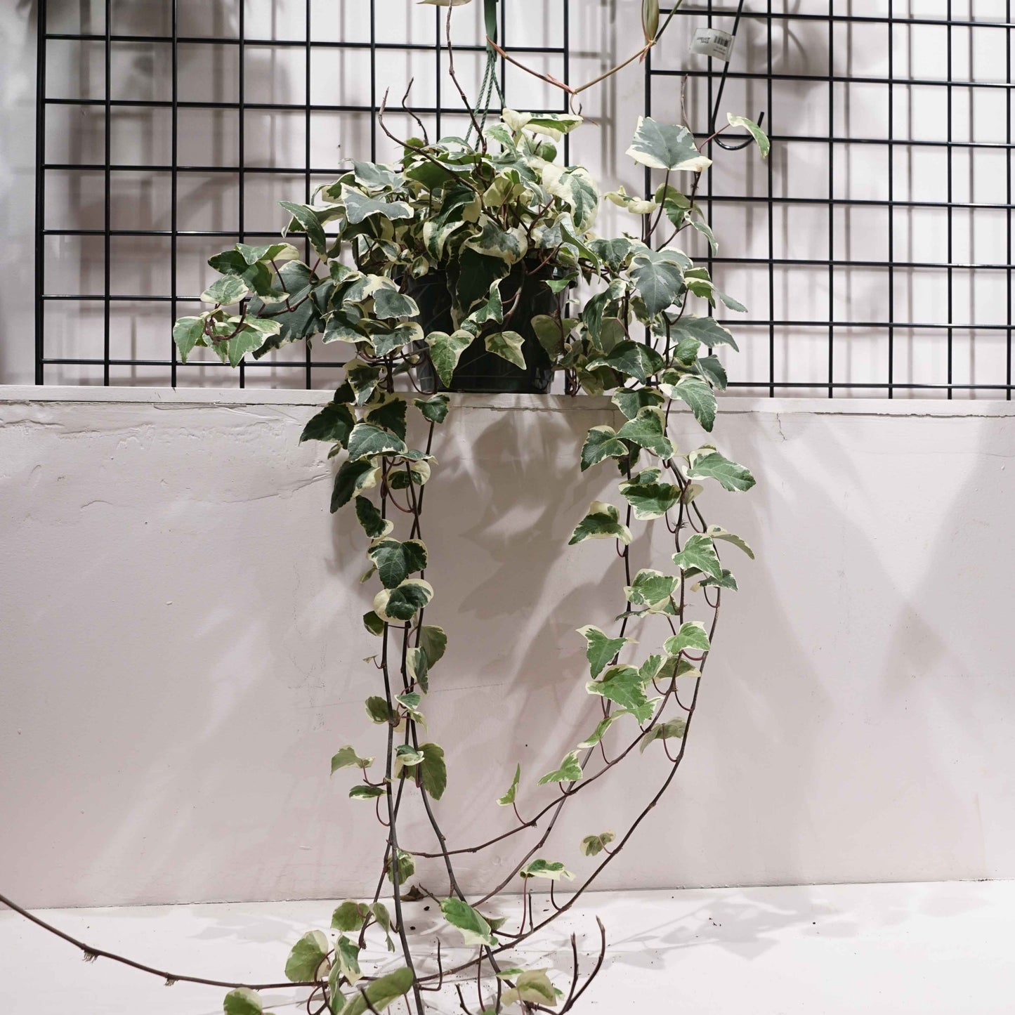 Marengo Ivy: Hedera helix - 8 inch hanging basket — indoor plant — indoor plant for sale by Promise Supply for delivery and pickup in Toronto.