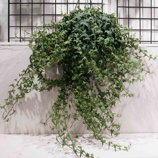 Pittsburgh Ivy: Hedera helix - 8 inch hanging basket — indoor plant — indoor plant for sale by Promise Supply for delivery and pickup in Toronto.