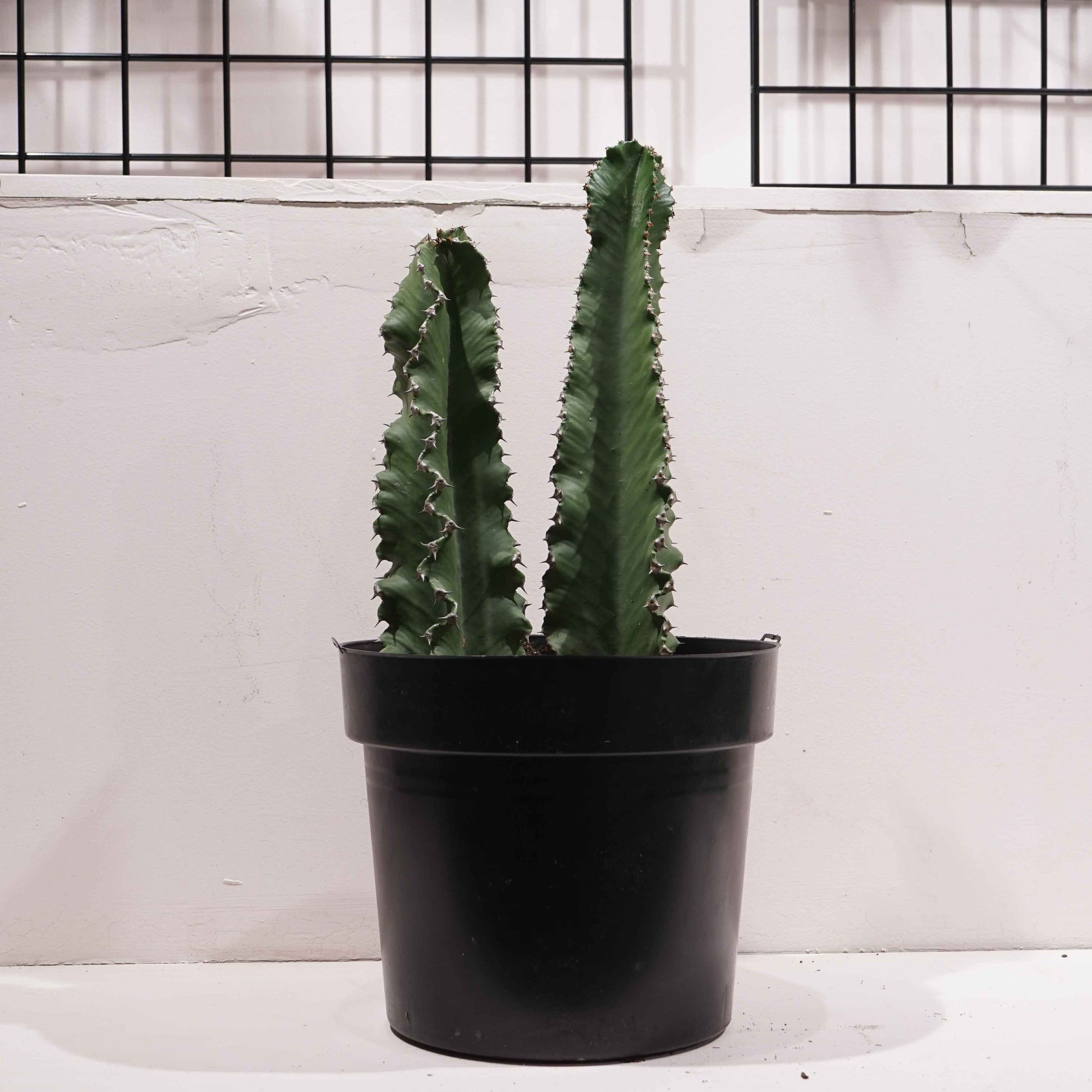 Candelabra Cactus: Euphorbia ingens - 12 inch pot - 2-3 foot tall — indoor plant — indoor plant for sale by Promise Supply for delivery and pickup in Toronto.