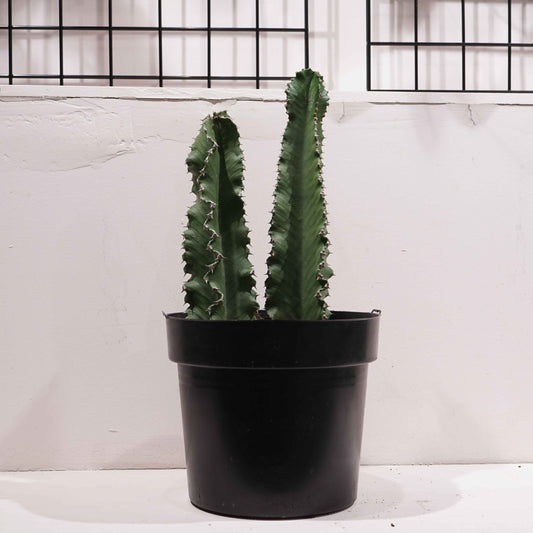 Candelabra Cactus: Euphorbia ingens - 12 inch pot - 2-3 foot tall — indoor plant — indoor plant for sale by Promise Supply for delivery and pickup in Toronto.