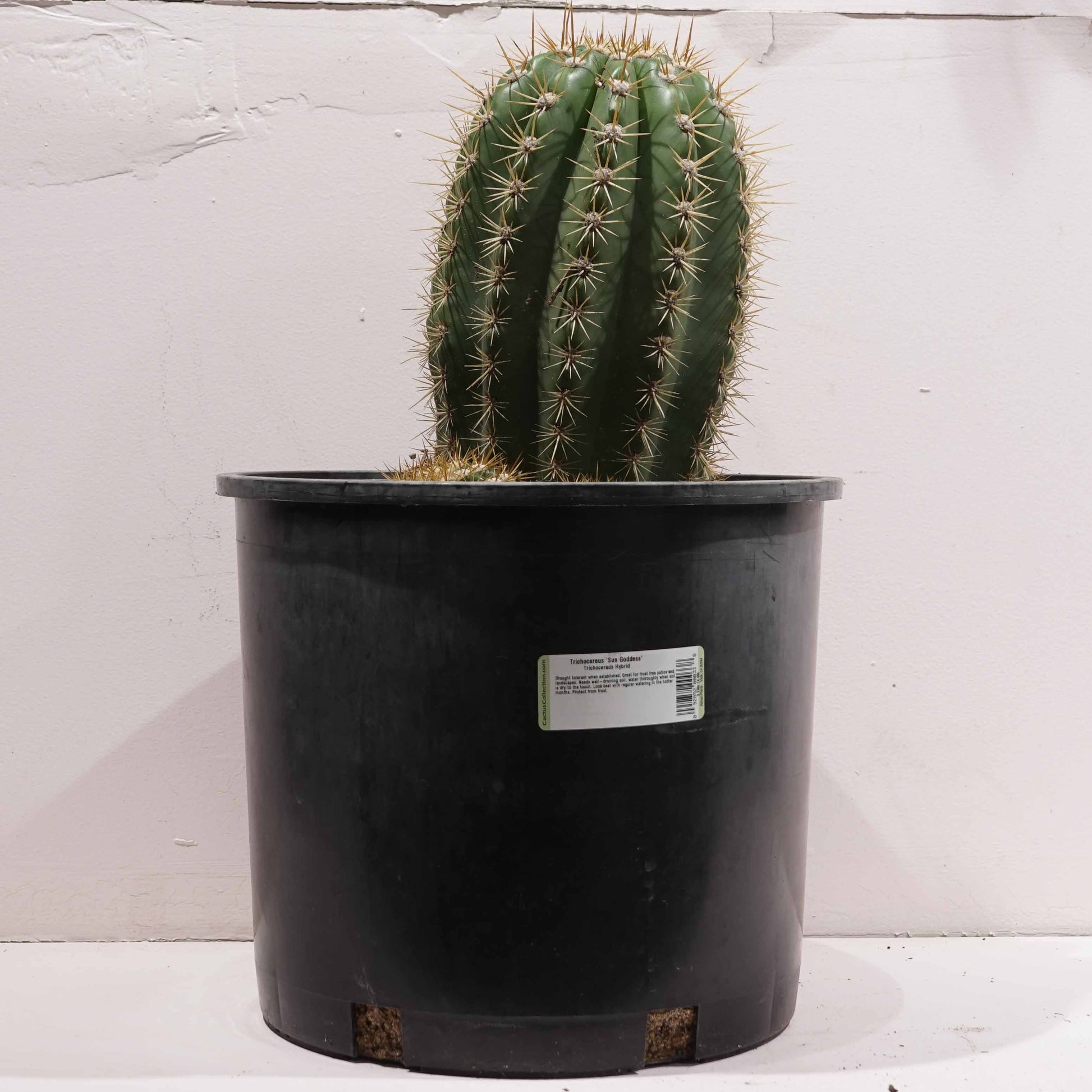 Sun Goddess Cactus: Trichocereus - 12 inch pot - 2 foot tall — indoor plant — indoor plant for sale by Promise Supply for delivery and pickup in Toronto.