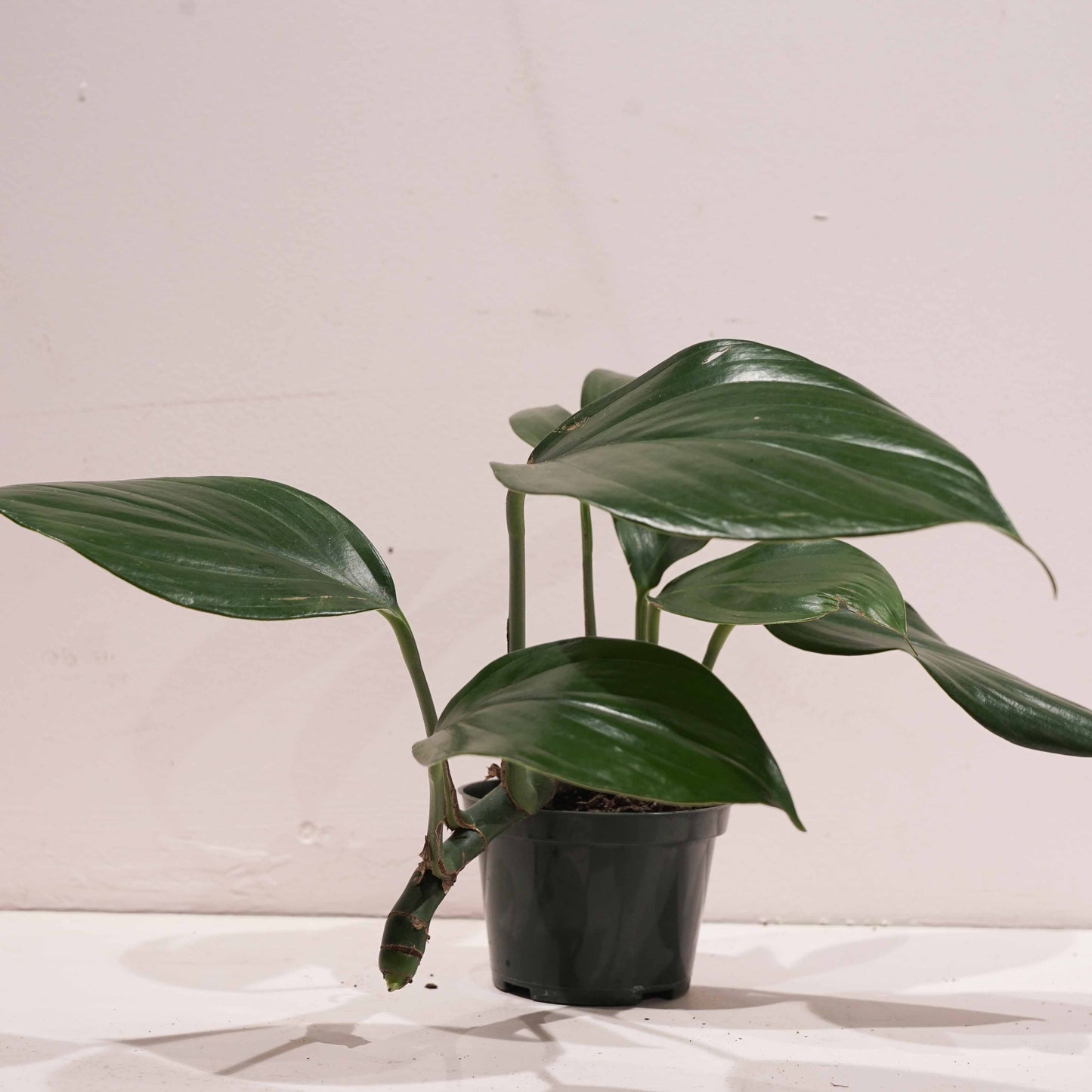 Dragon Tail: Rhaphidophora decursiva - 4 inch pot — indoor plant — indoor plant for sale by Promise Supply for delivery and pickup in Toronto.