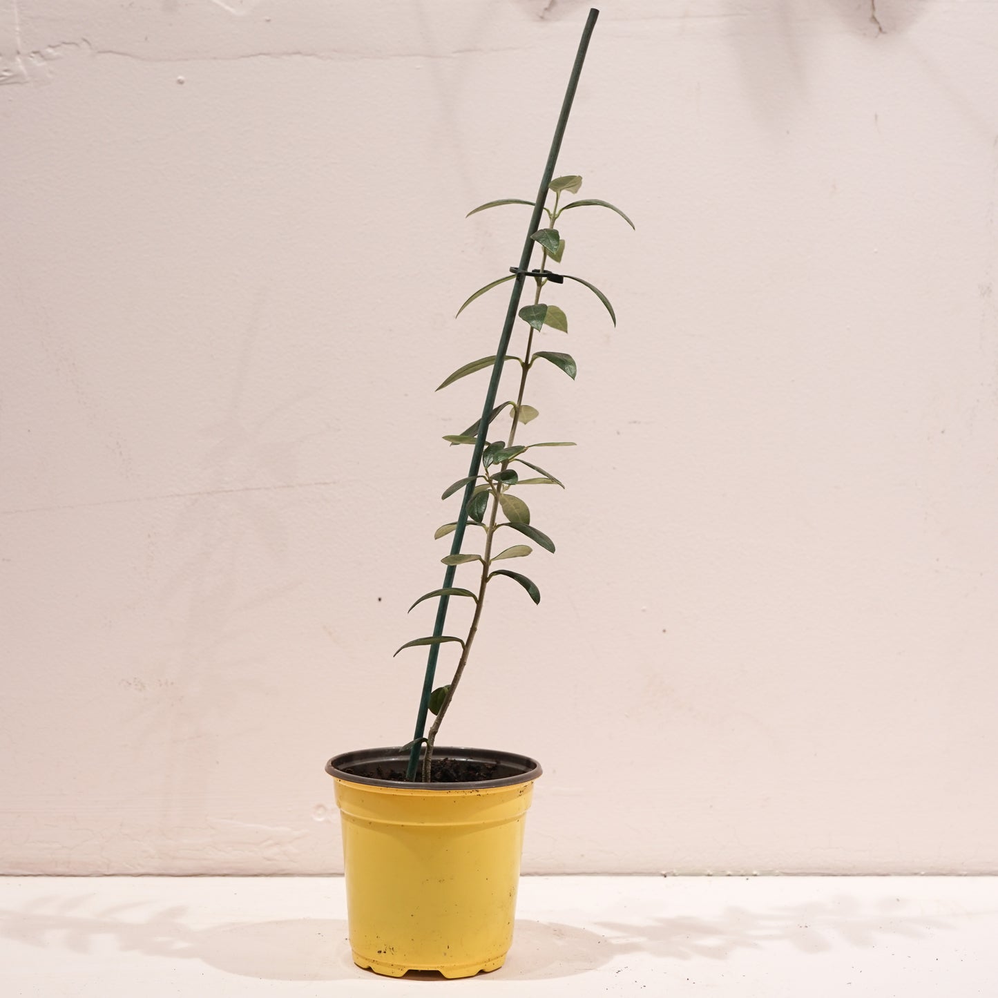 Olive (Olea europaea) in a 4 inch pot. Indoor plant for sale by Promise Supply for delivery and pickup in Toronto
