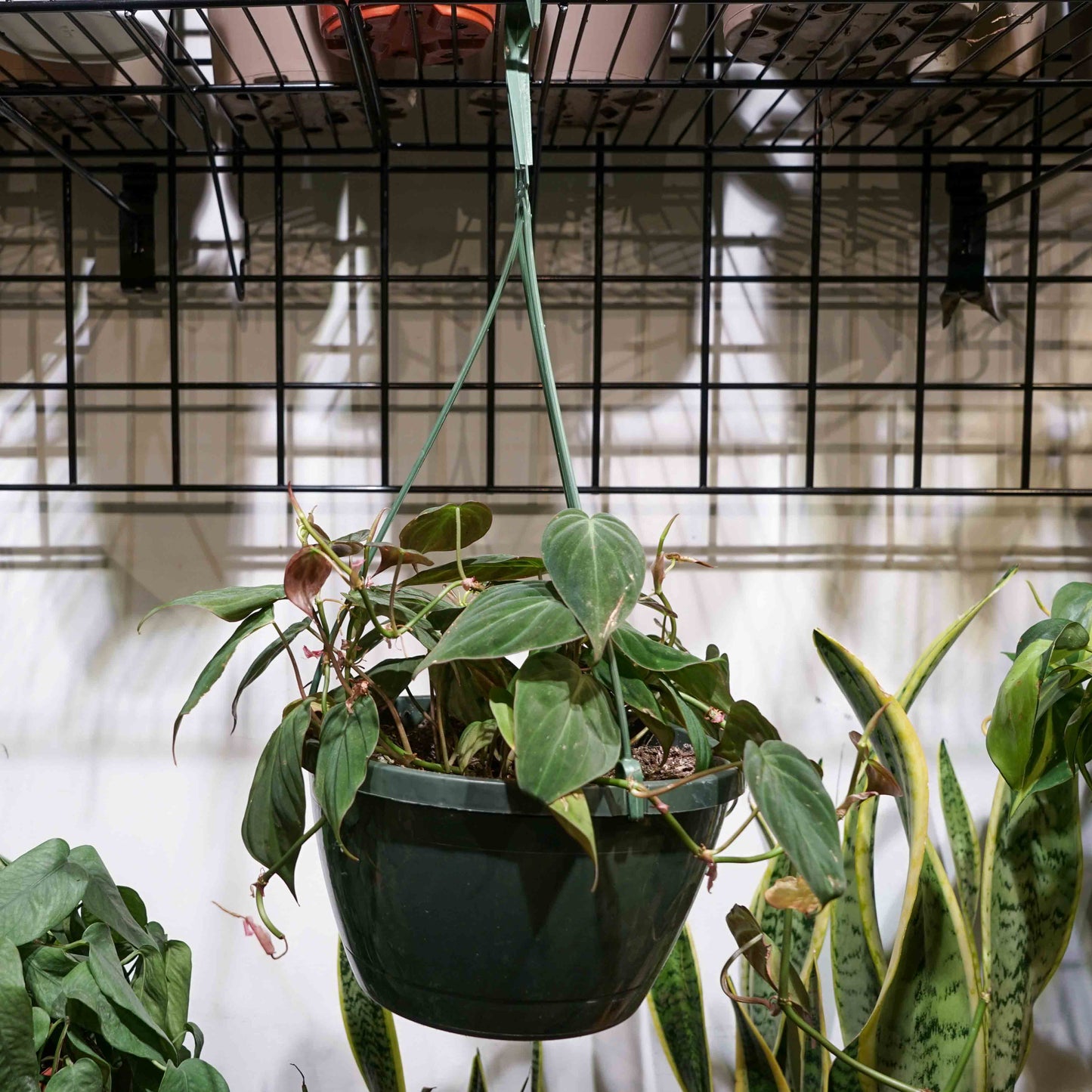 Philo Micans (Philodendron micans) in a 8 inch pot. Indoor plant for sale by Promise Supply for delivery and pickup in Toronto